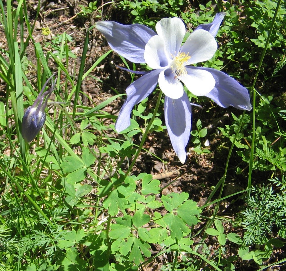 Aquilegia caerulea