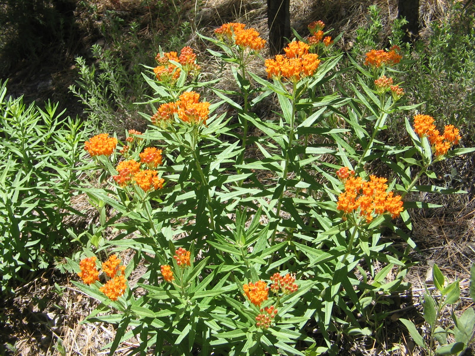 Asclepias tuberosa