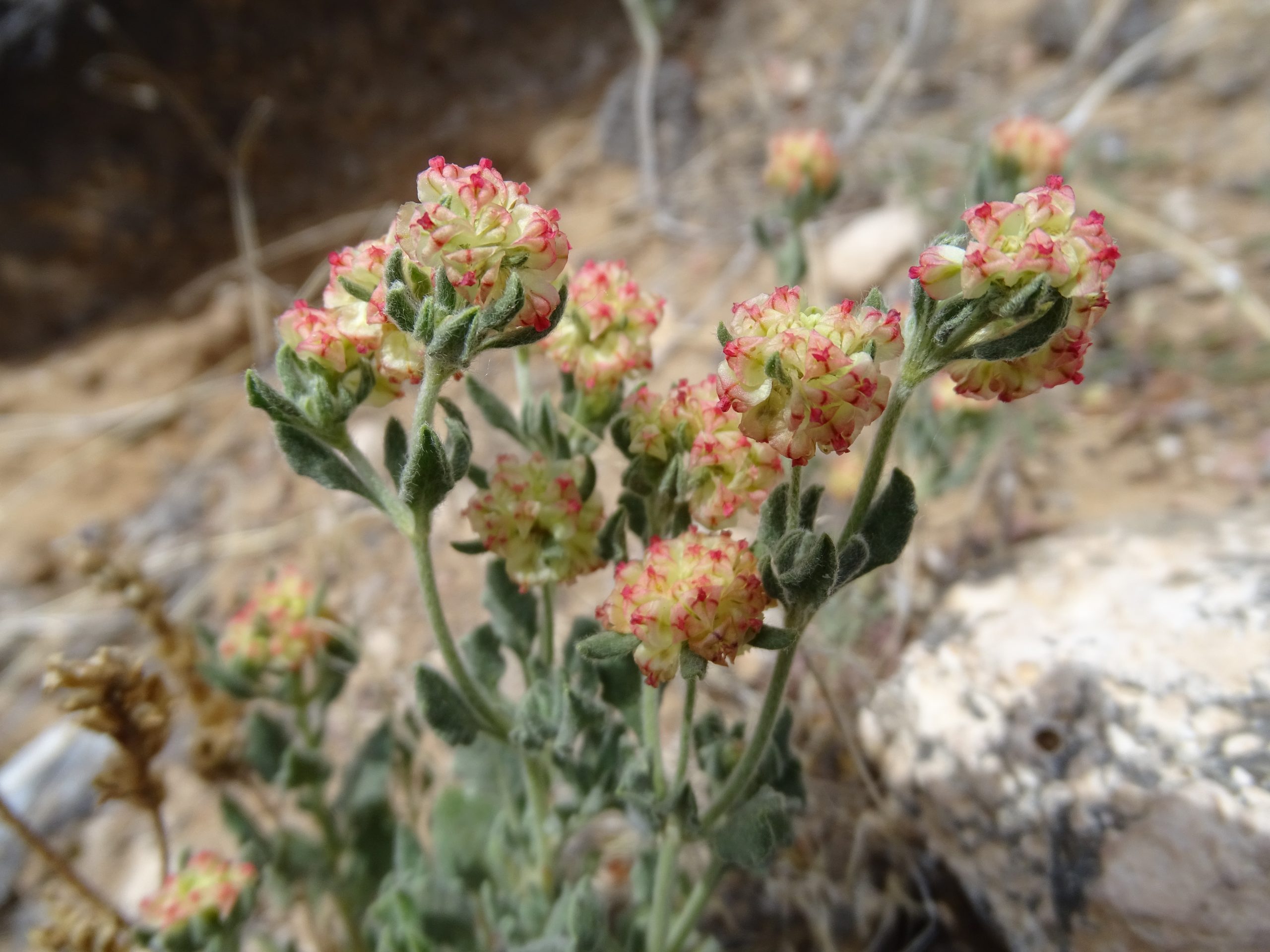 Eriogonum abertianum