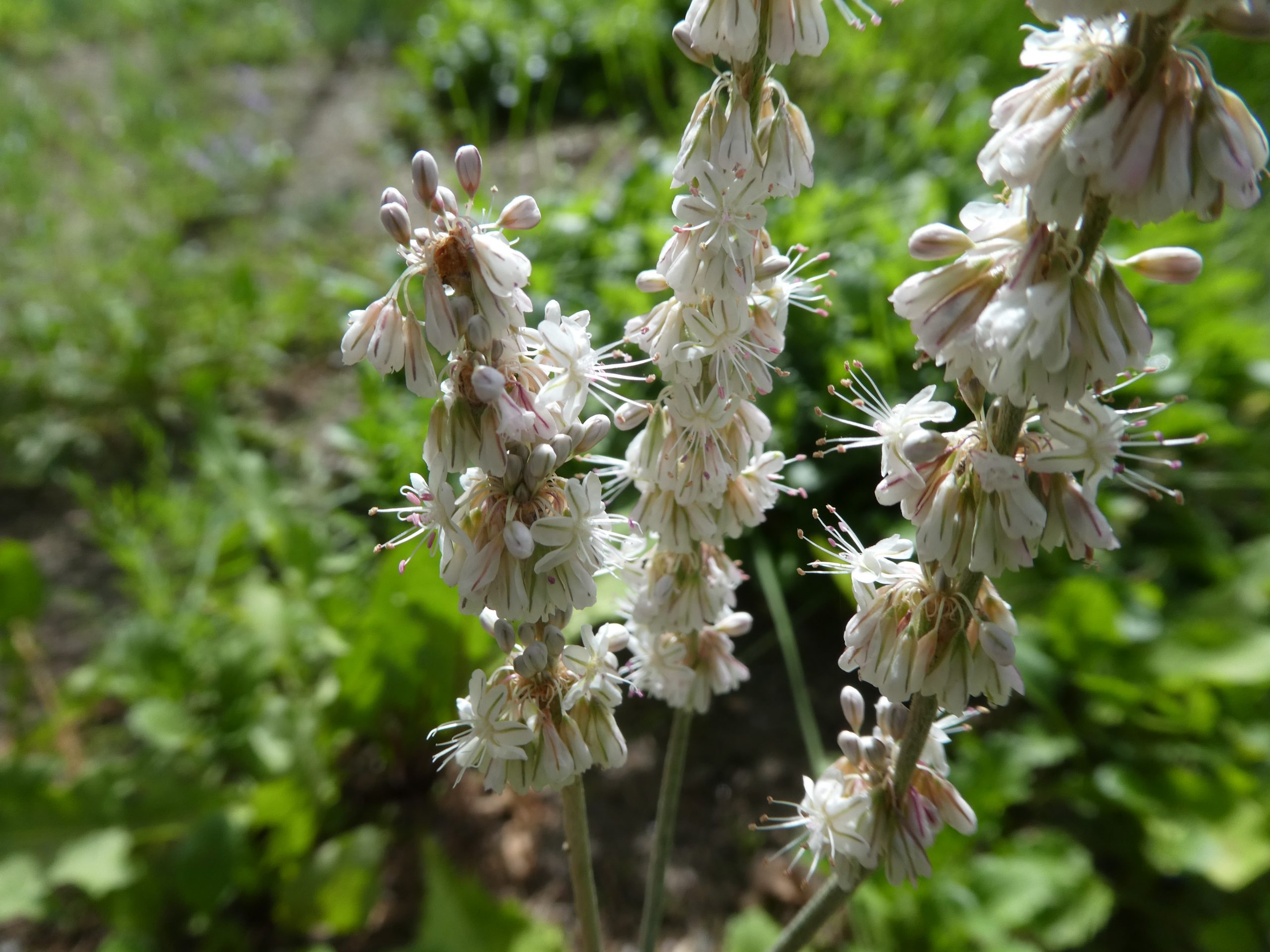 Eriogonum racemosum