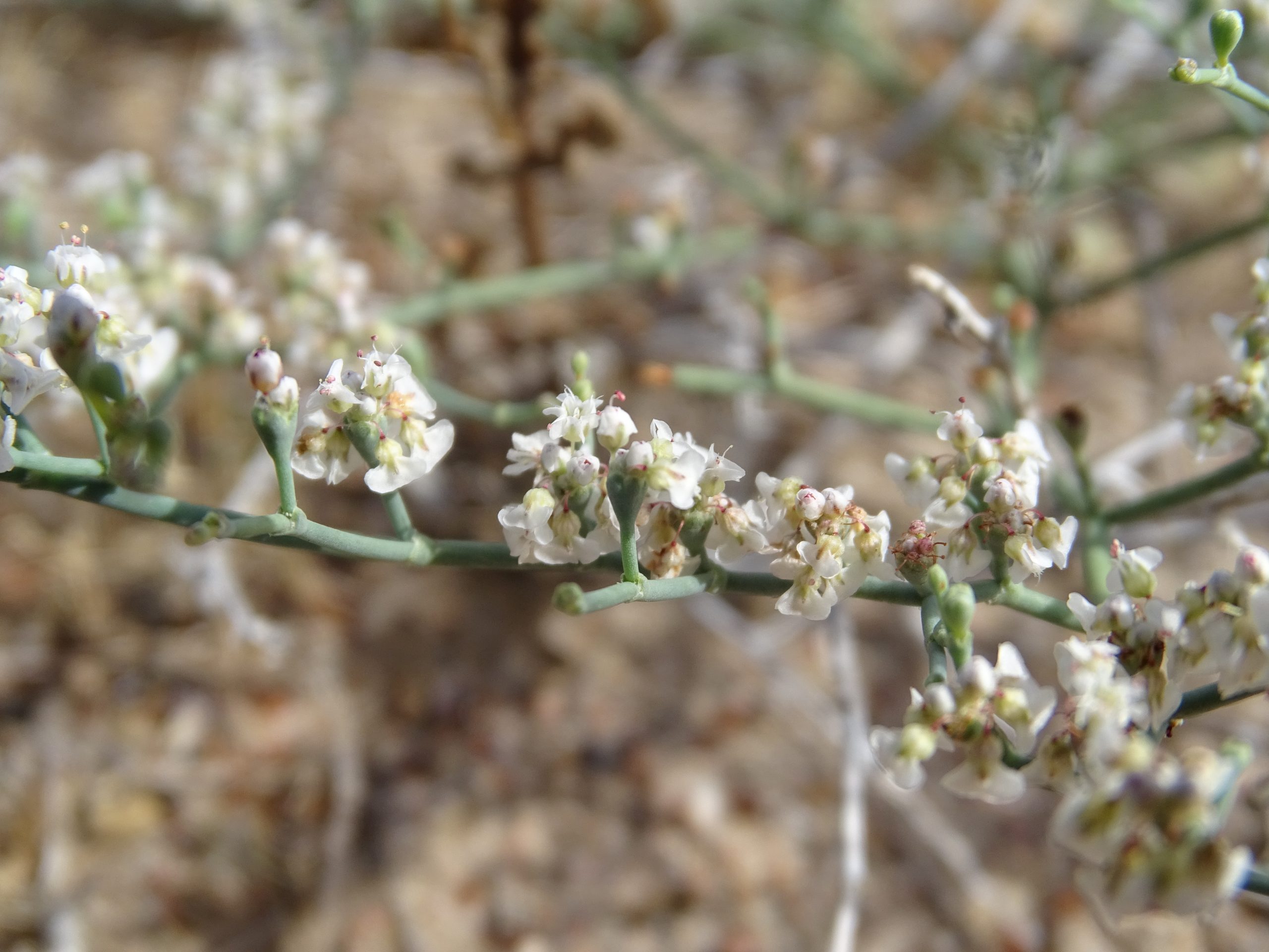Eriogonum rotundifolium