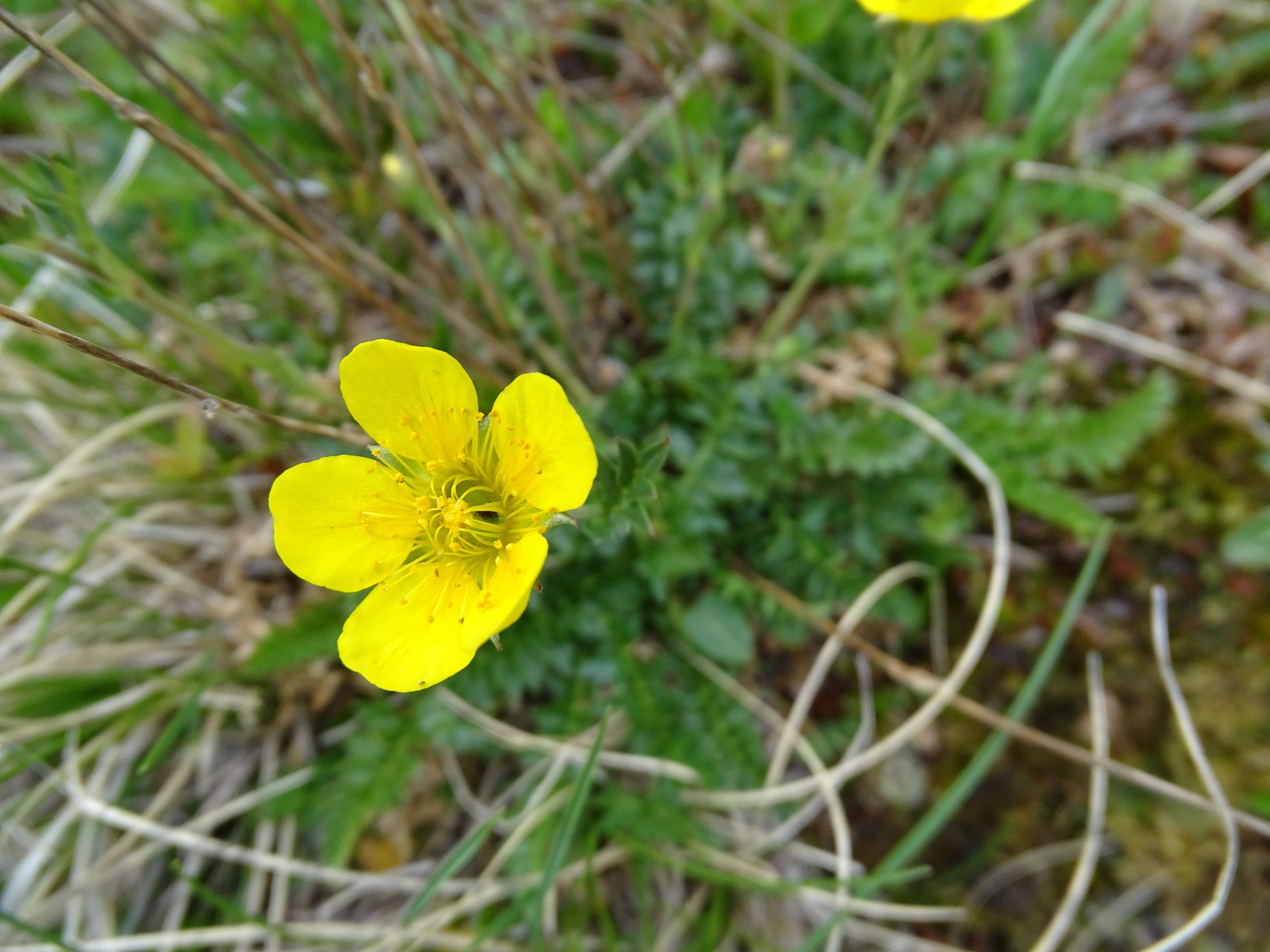 Geum rossi