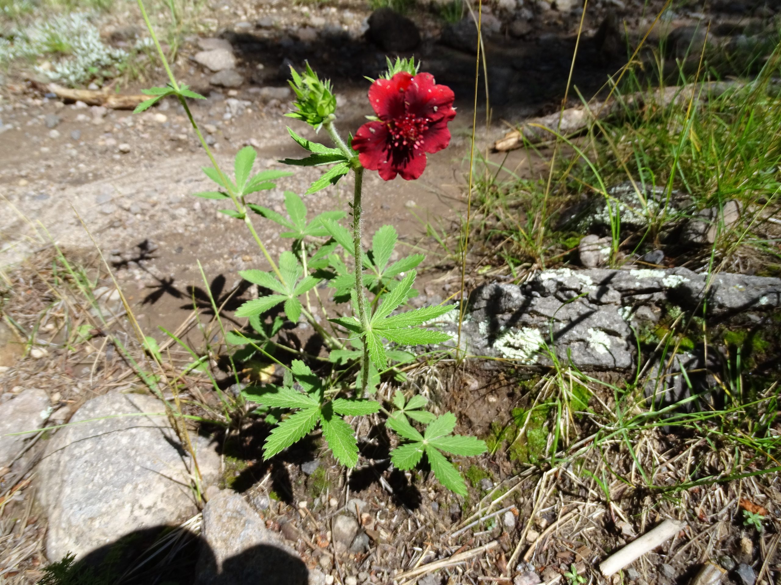 Potentilla thurberi