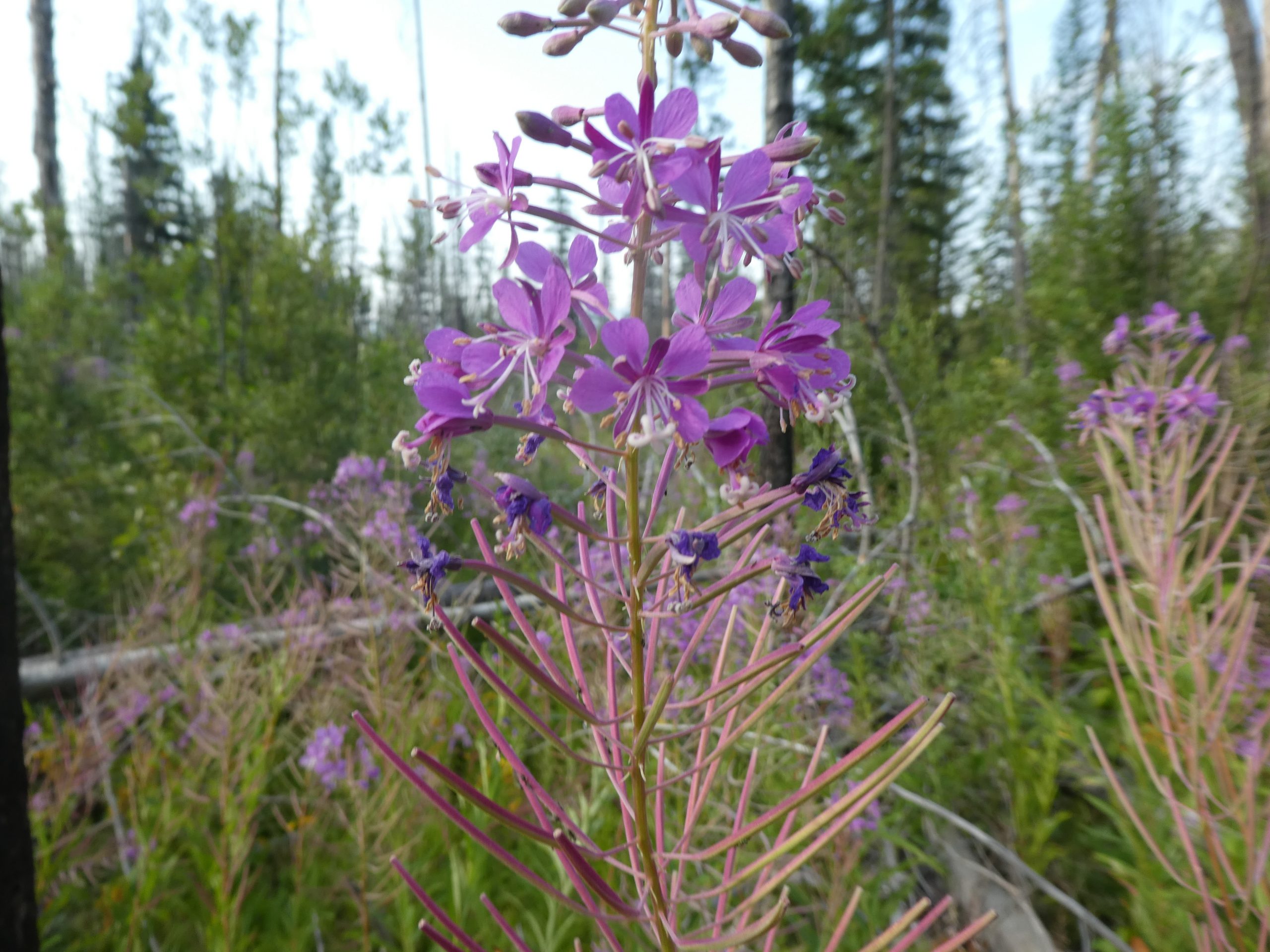 Chamaenerion angustifolium