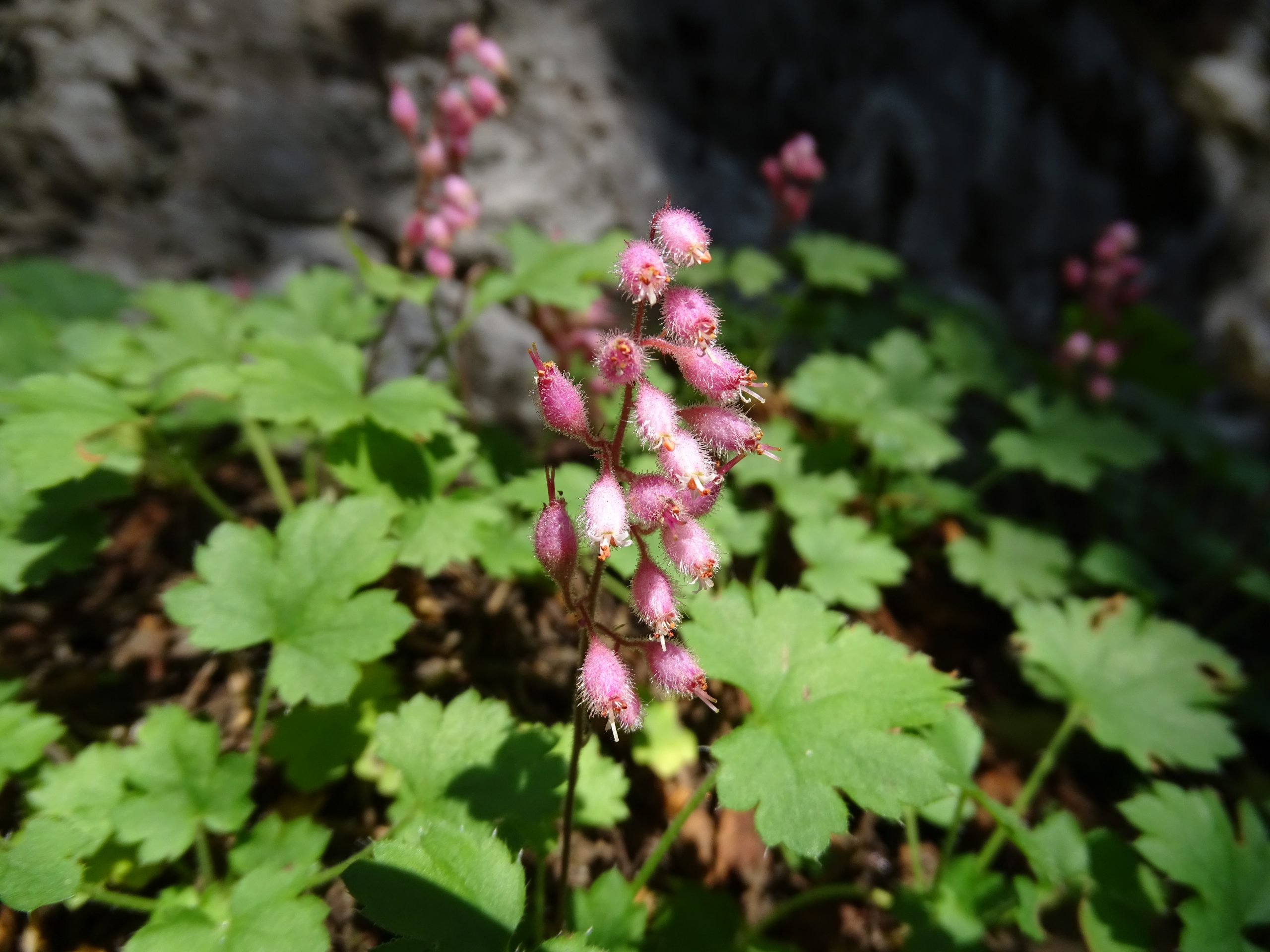 Heuchera pulchella