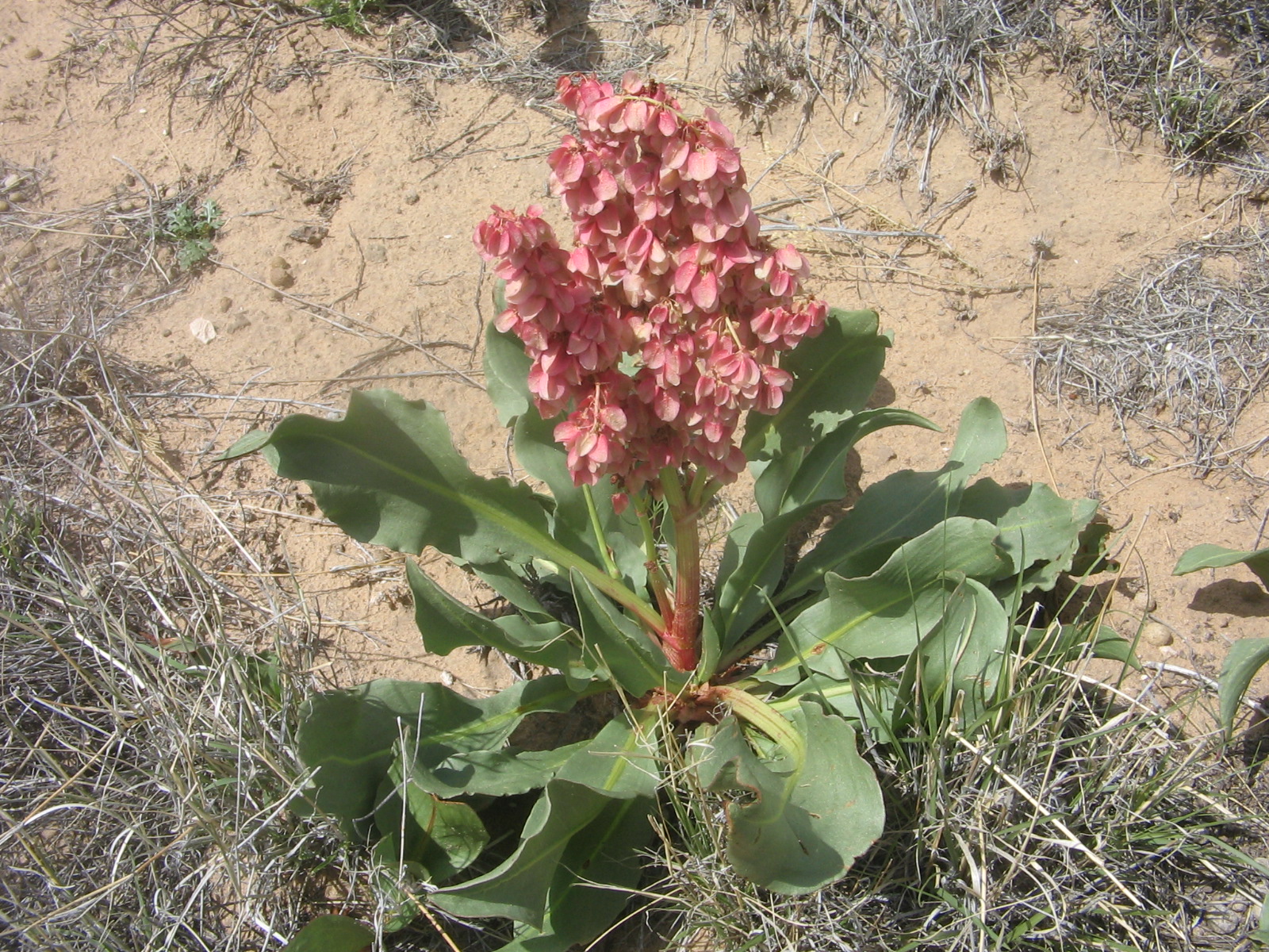 Rumex hymenosepalus