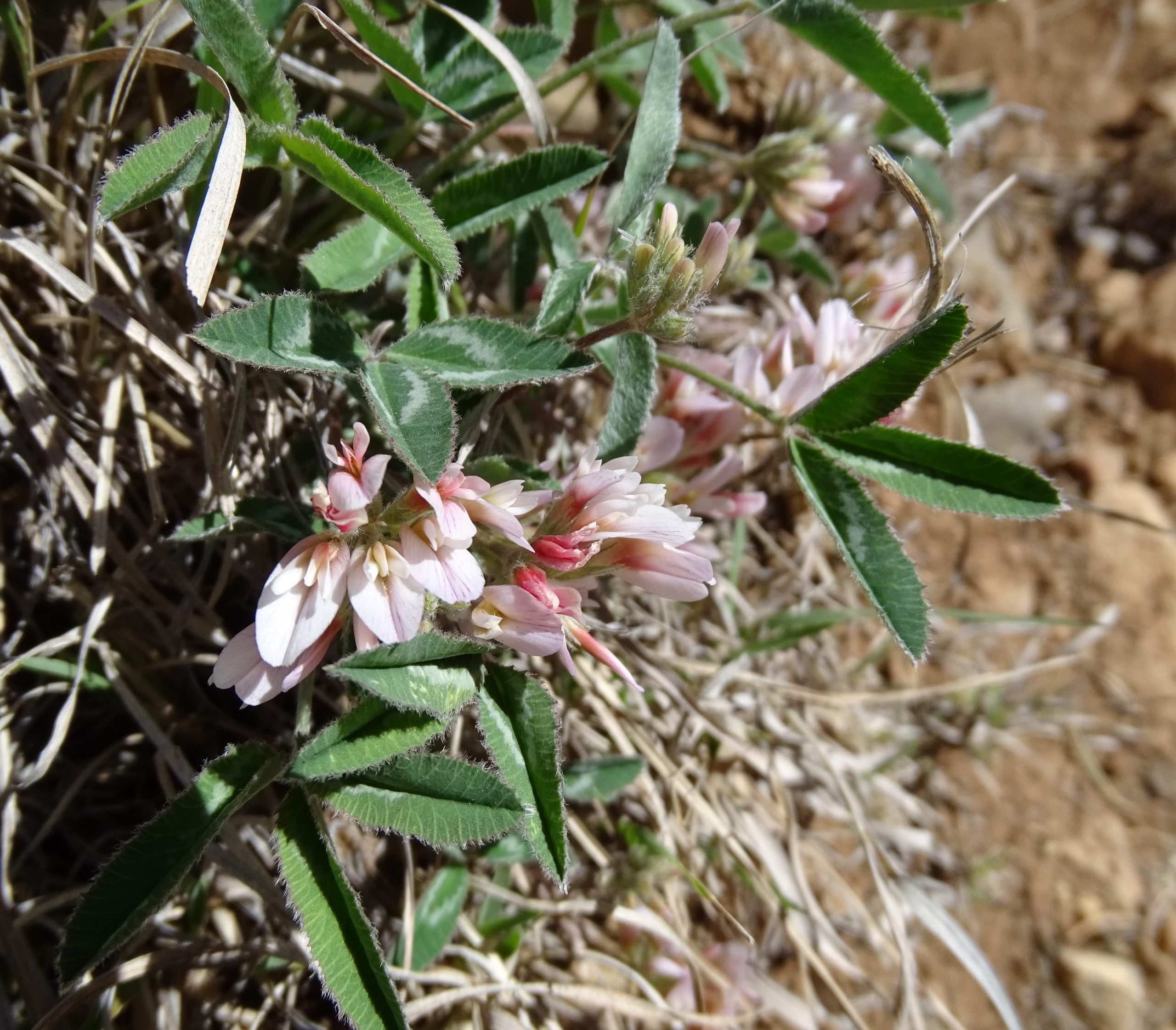 Trifolium gymnocarpon