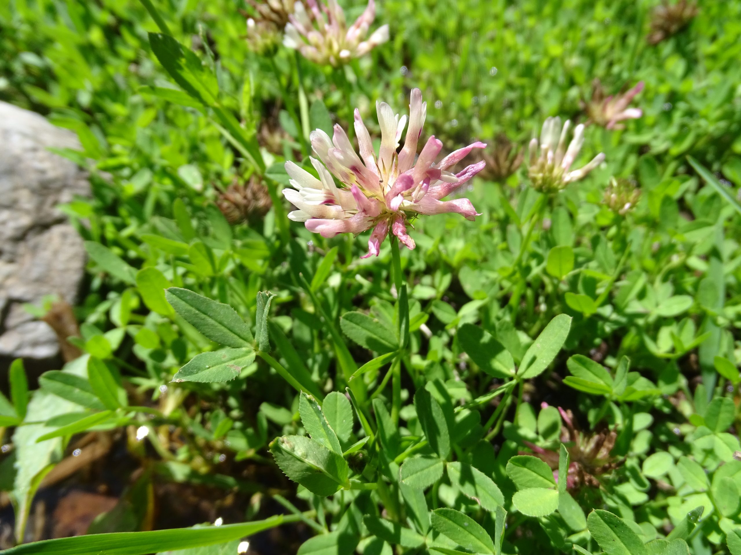 Trifolium wormskioldii