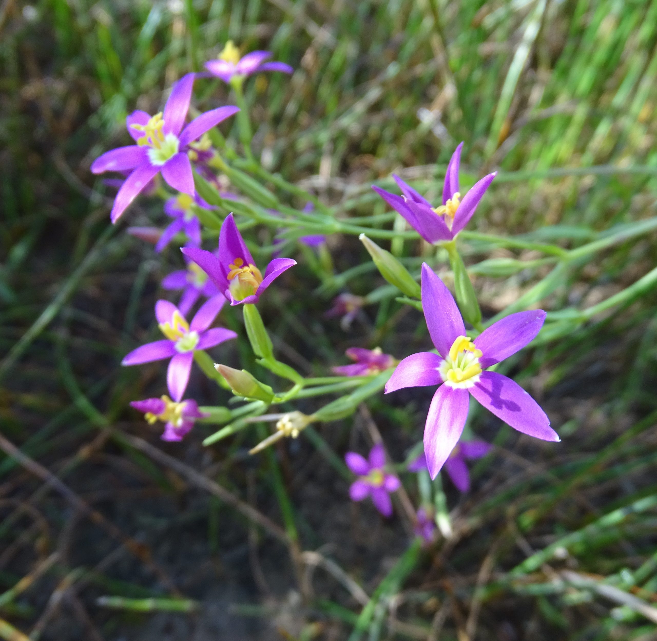 Zeltnera arizonica