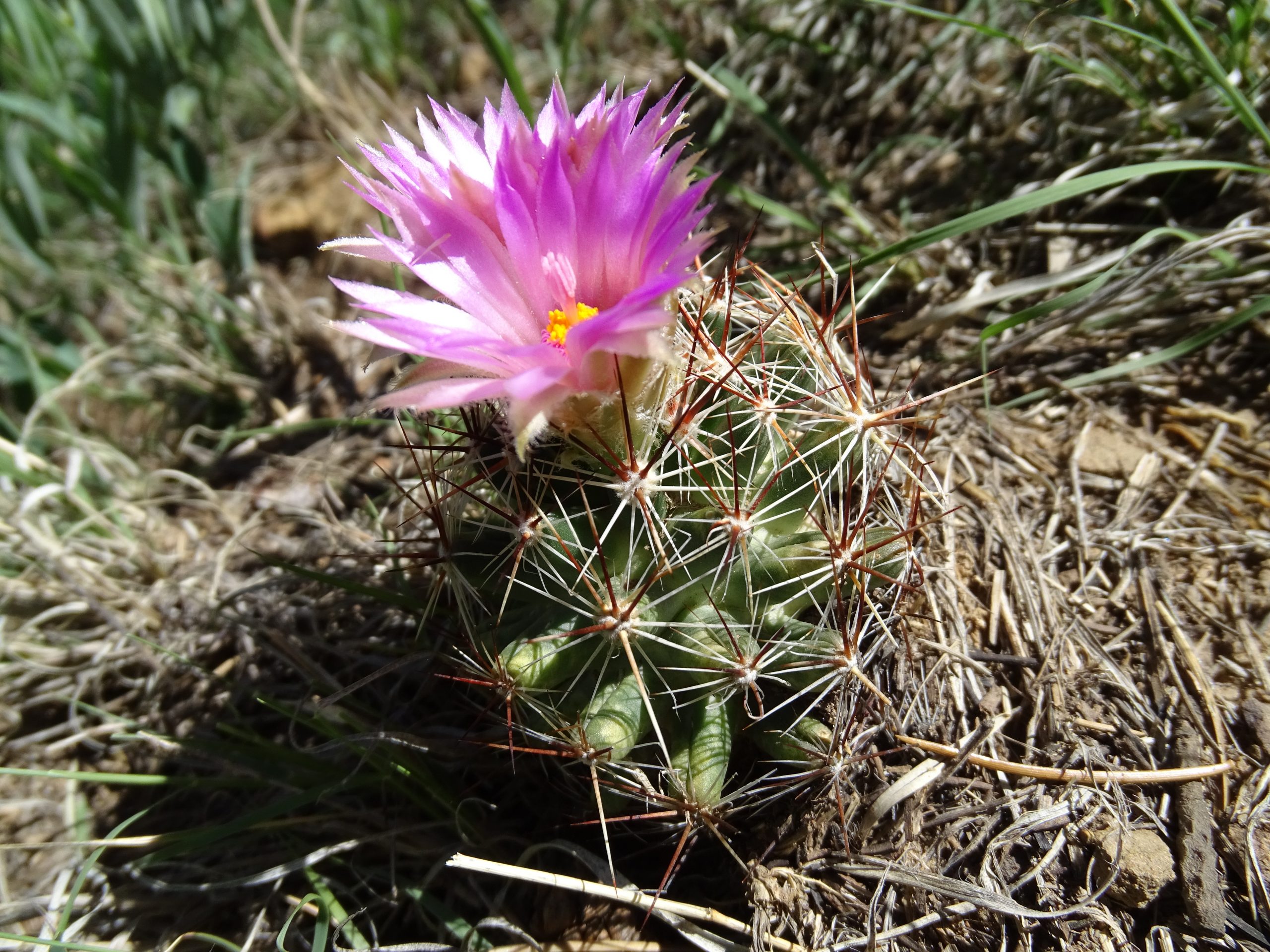 Escobaria vivipara