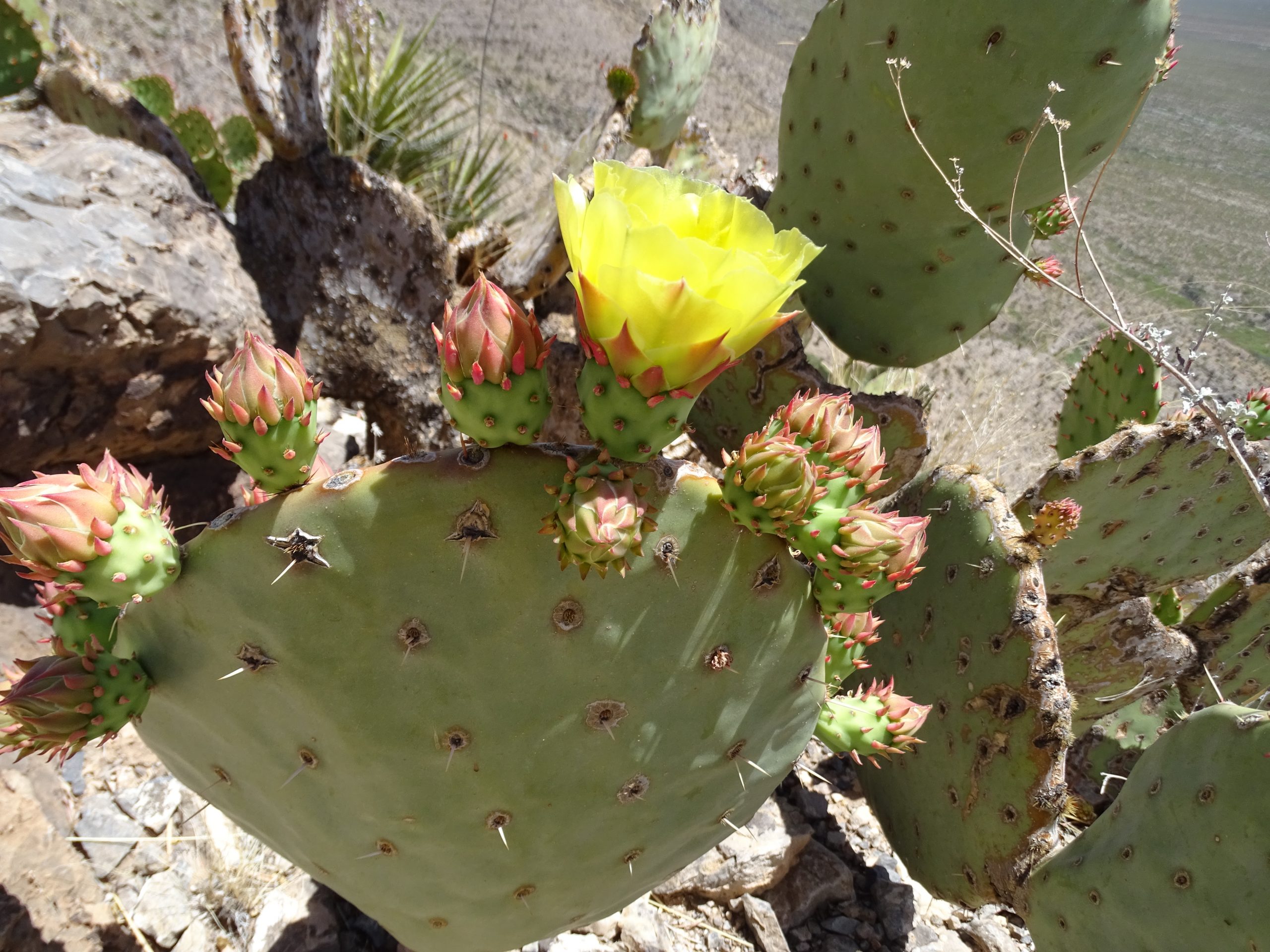 Opuntia engelmannii