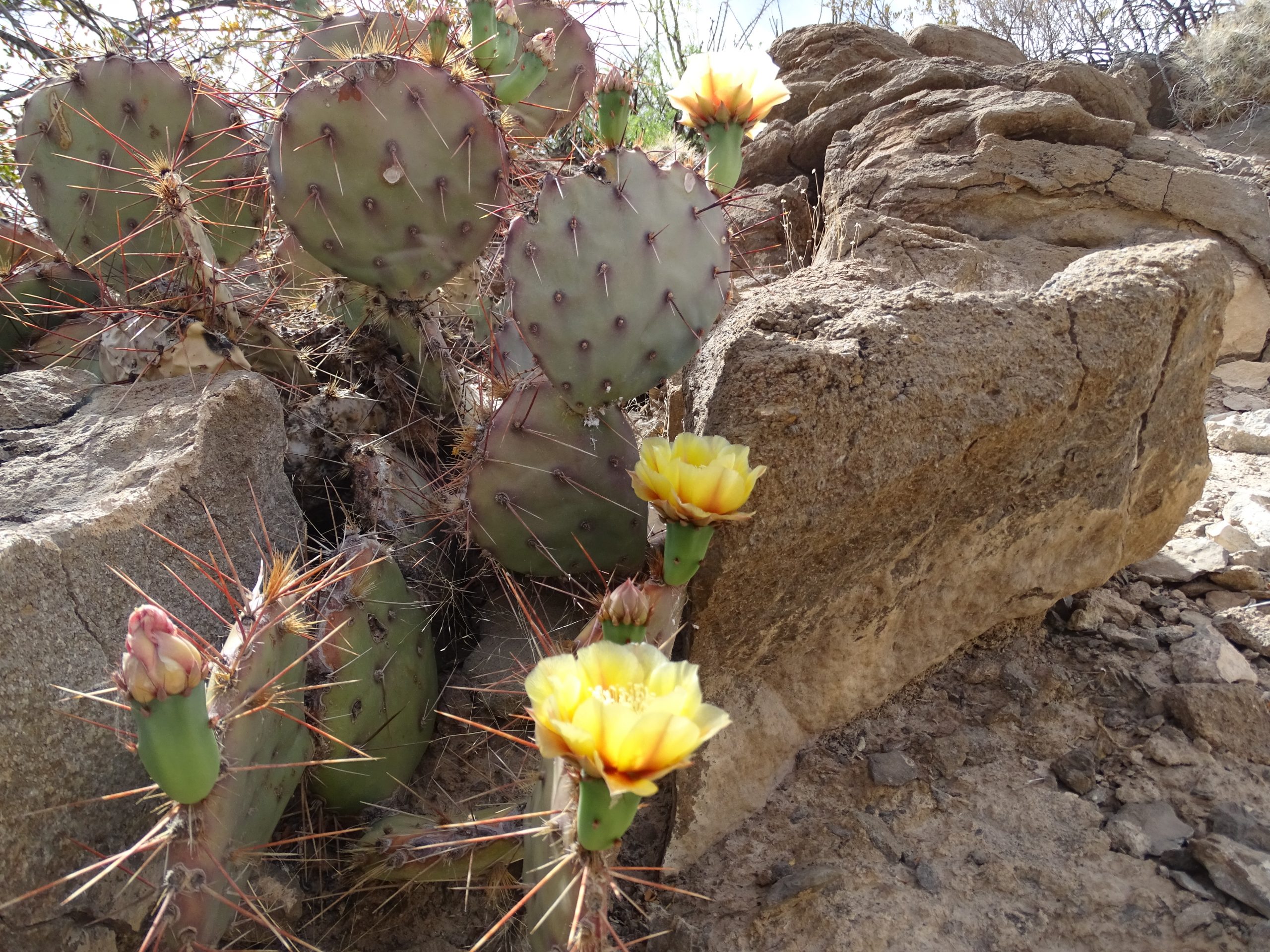 Opuntia phaeacantha