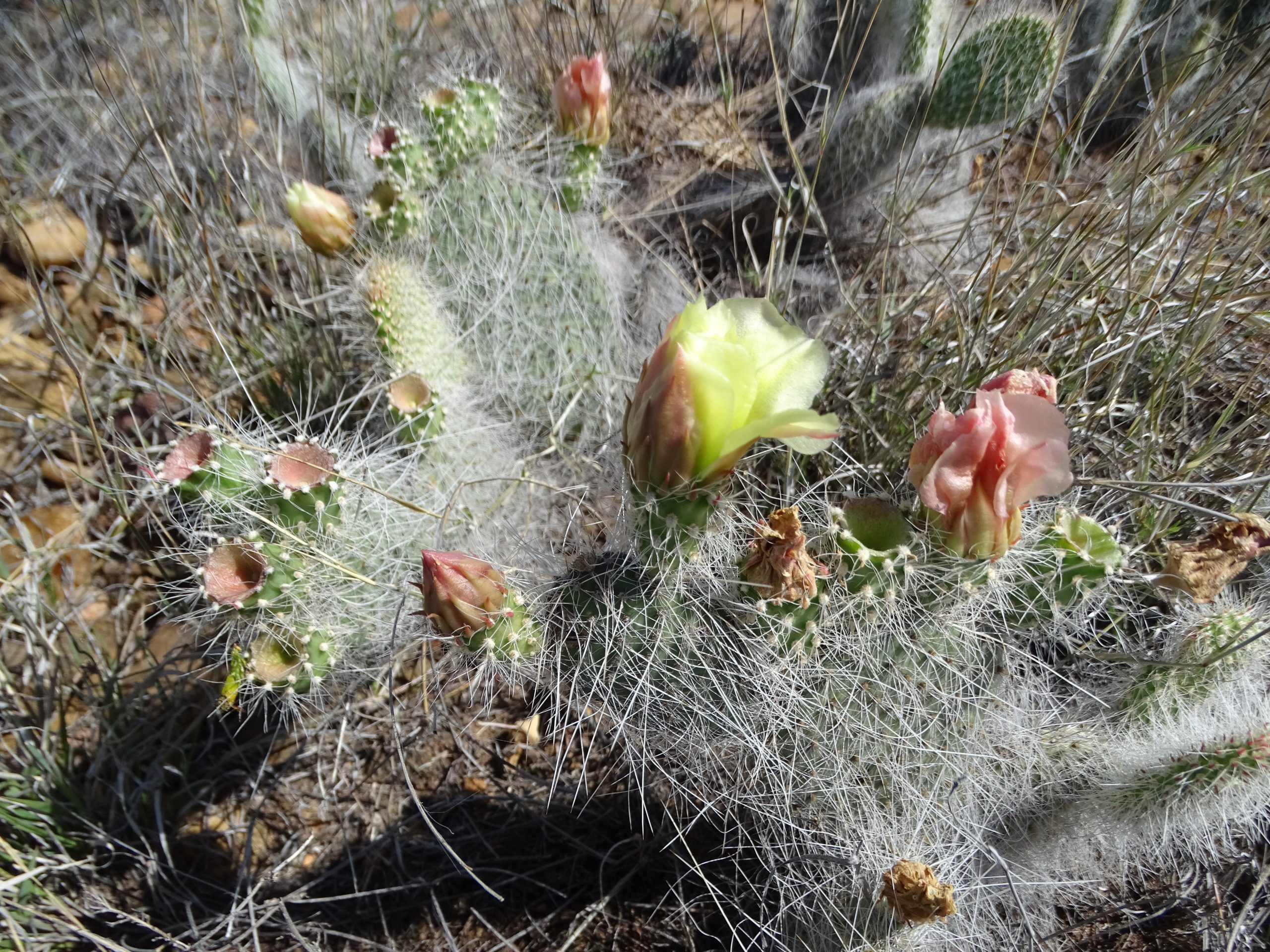 Opuntia polyacantha var. hysticina