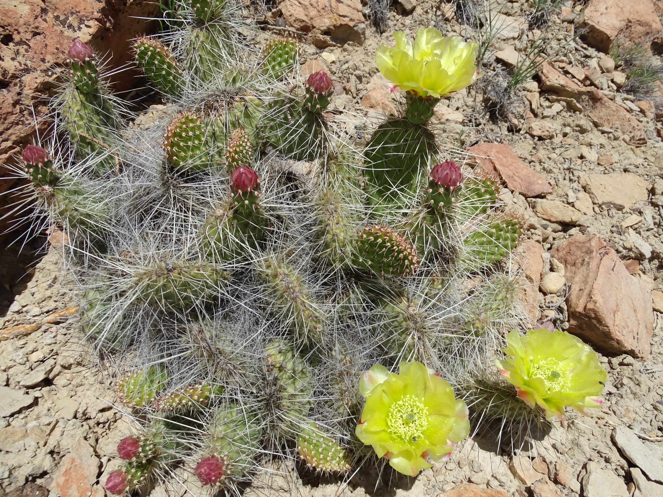 Opuntia polyacantha
