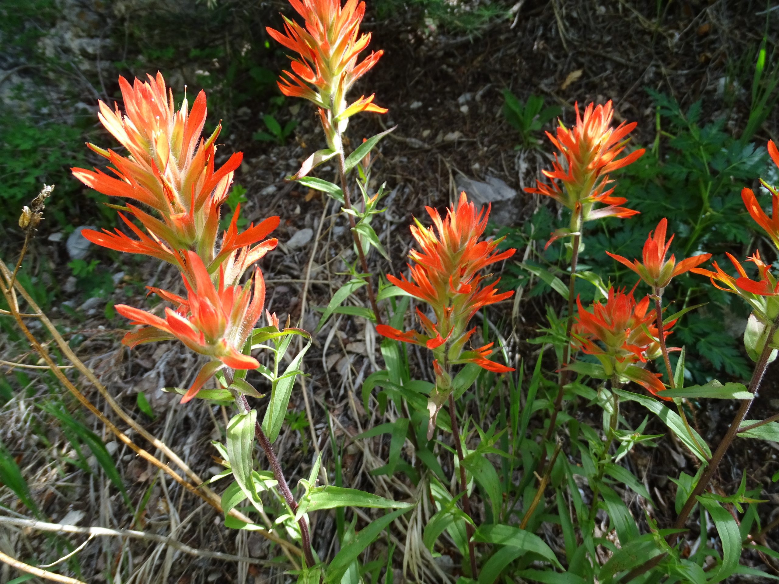 Castilleja miniata