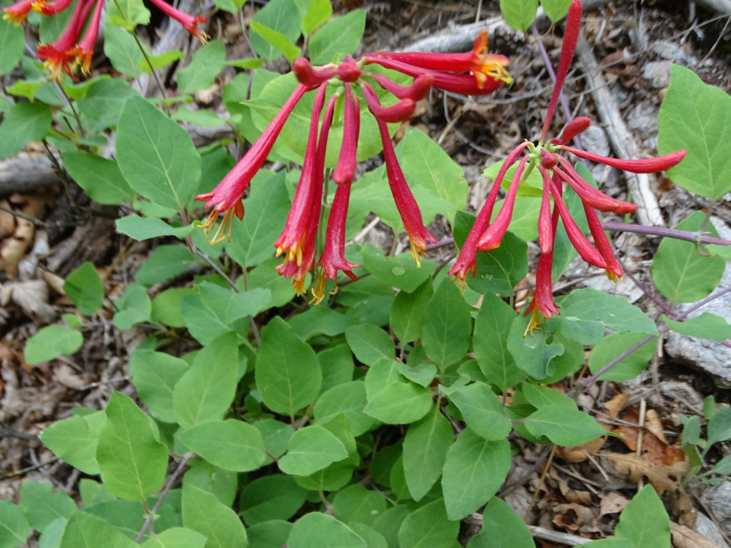 Lonicera arizonica