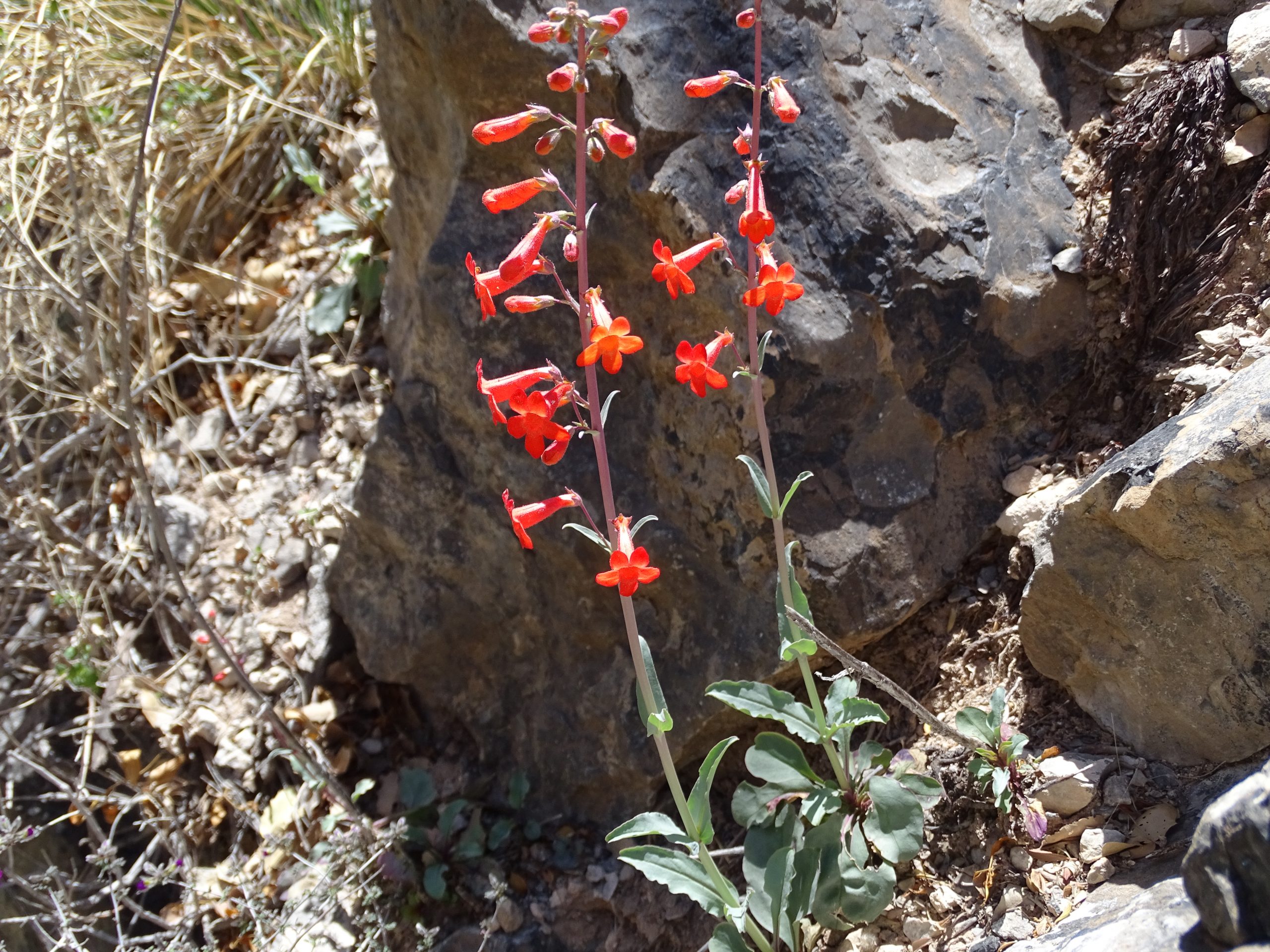 Penstemon alamosensis