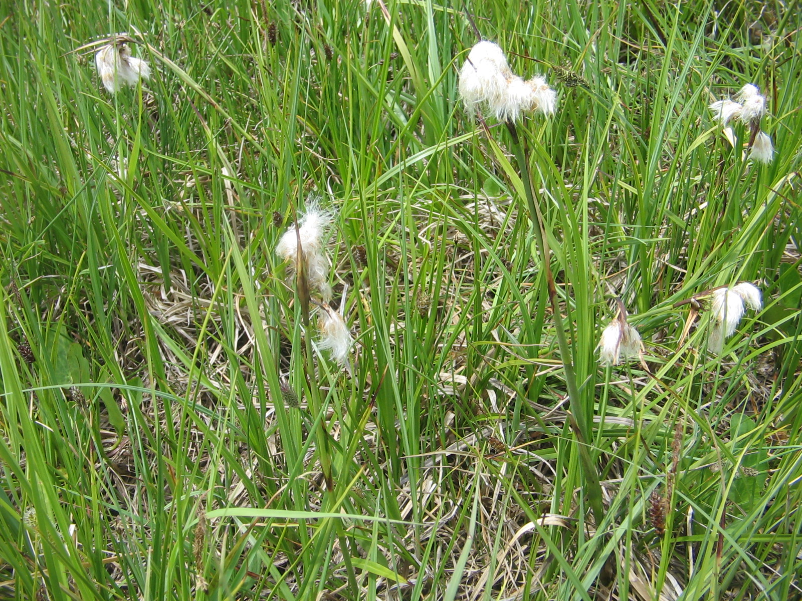 Eriophorum gracile