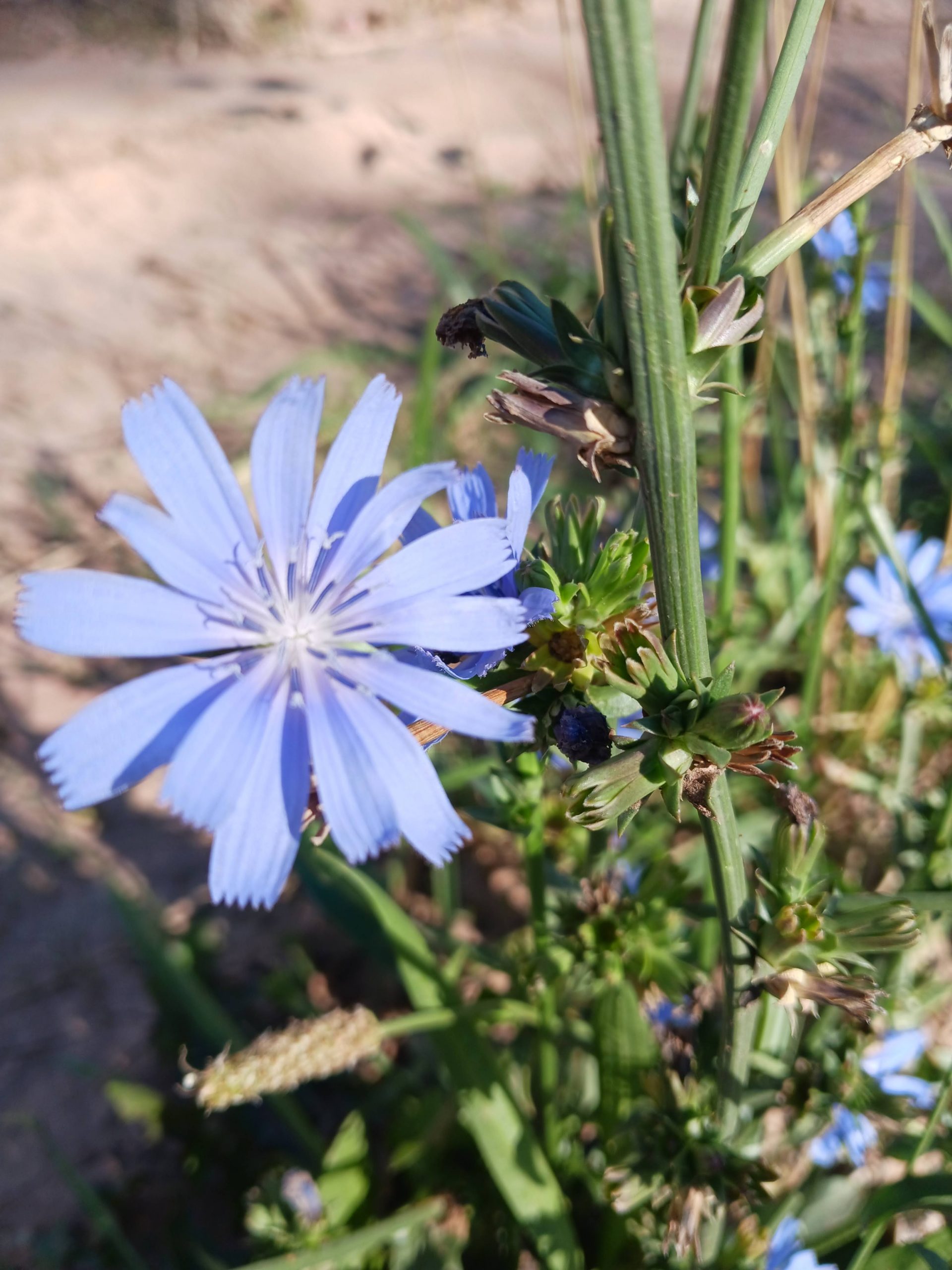 Cichorium intybus