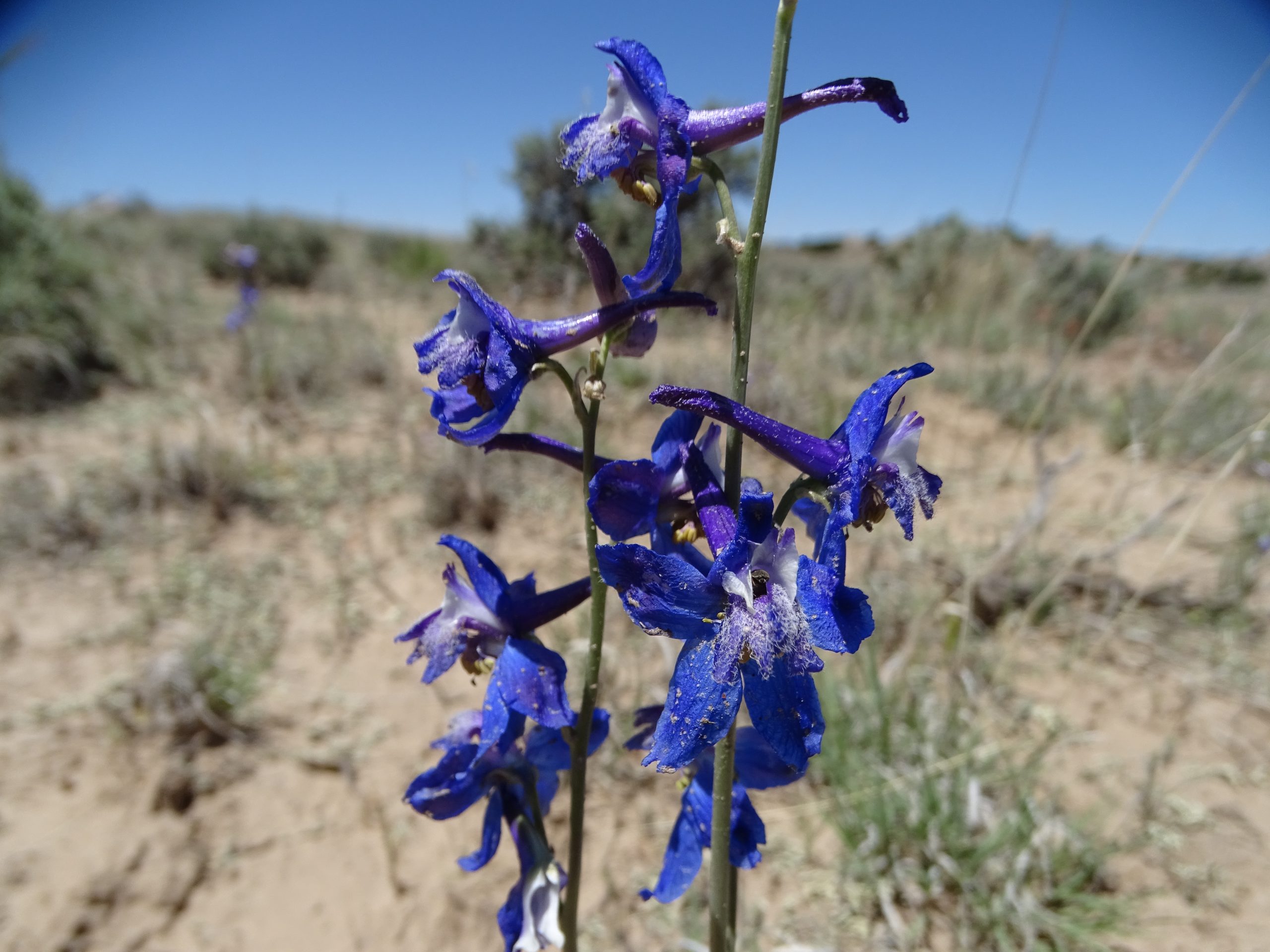 Delphinium scaposum