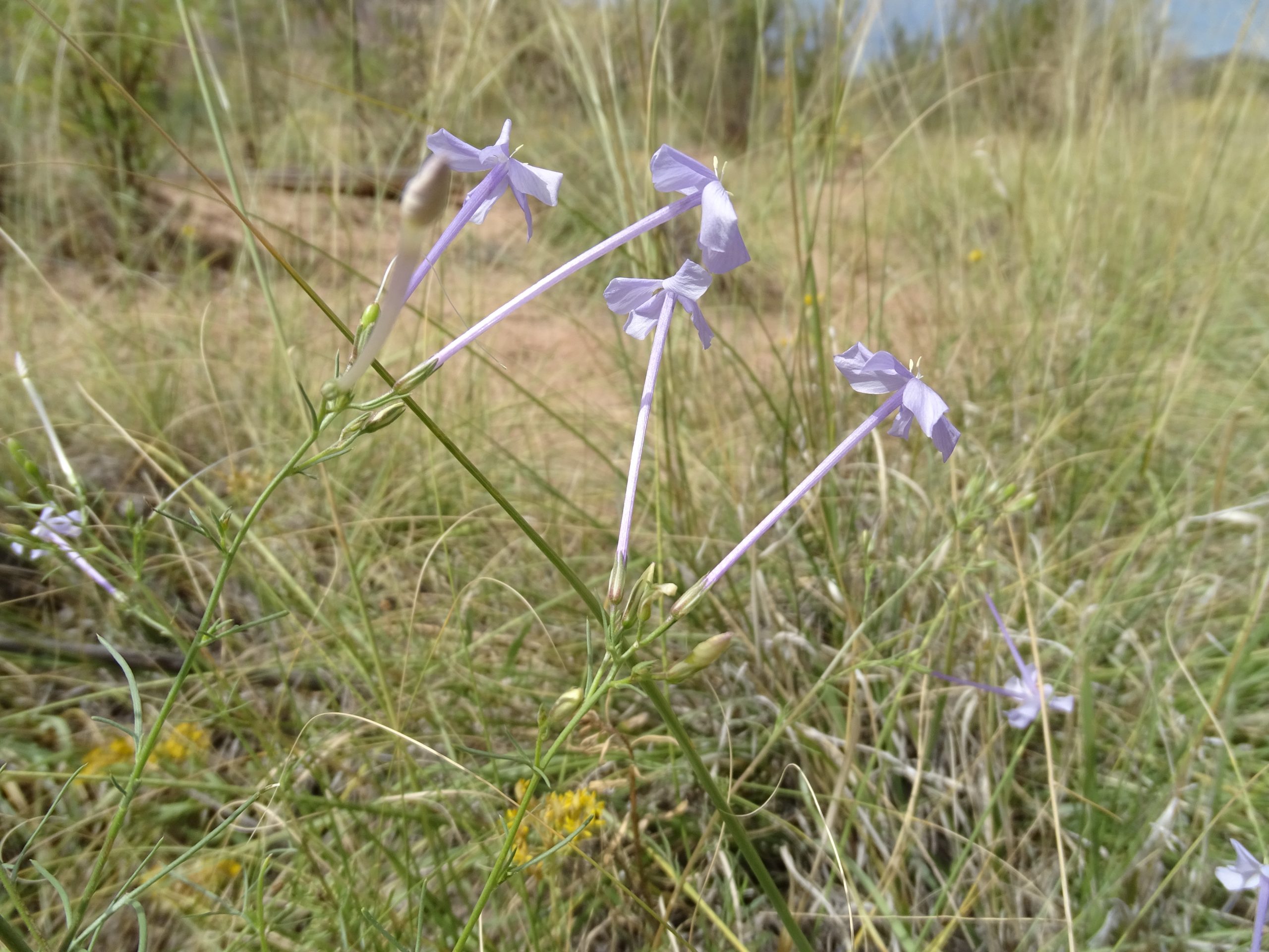 Ipomopsis longiflora