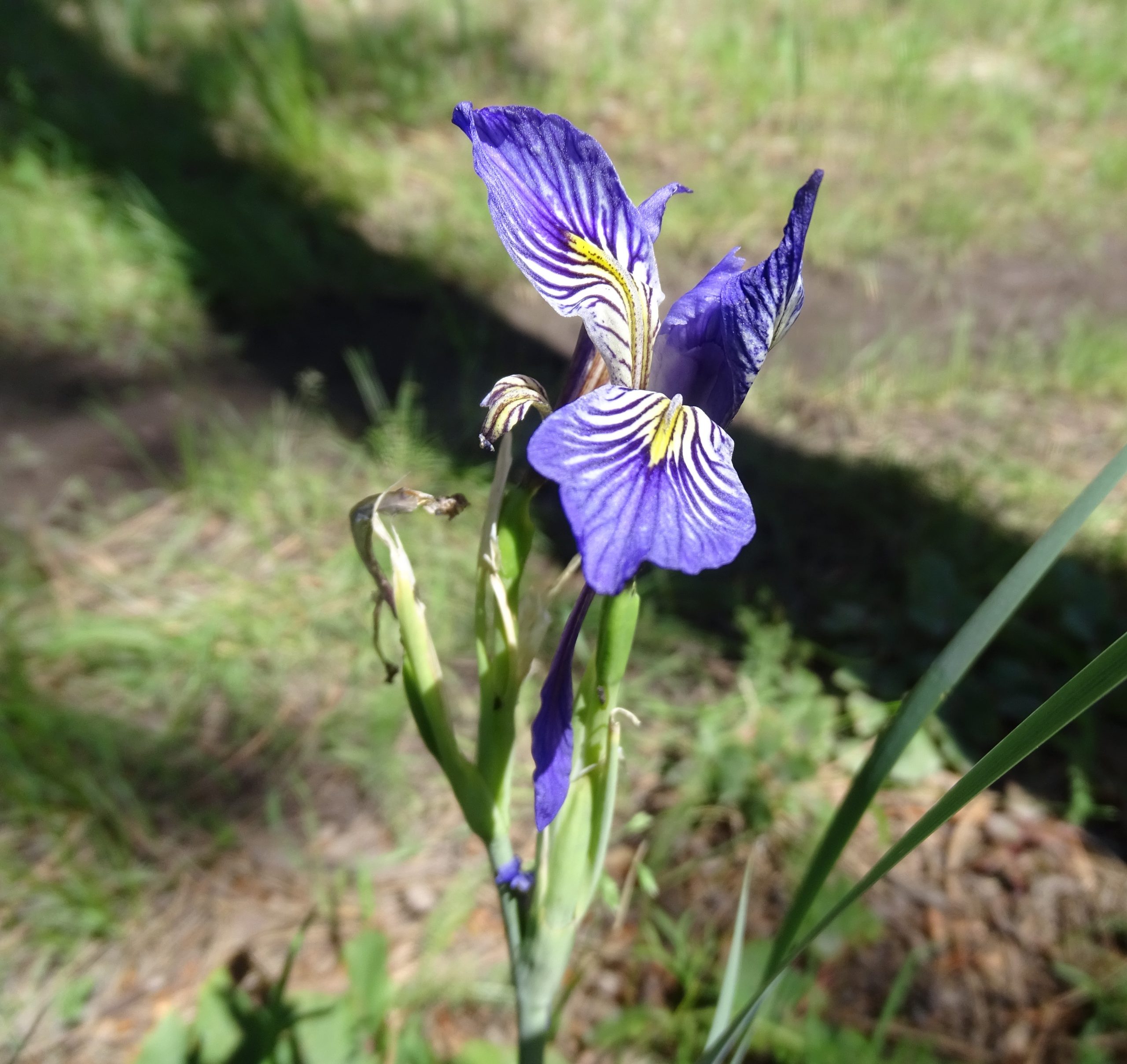 Iris missouriensis
