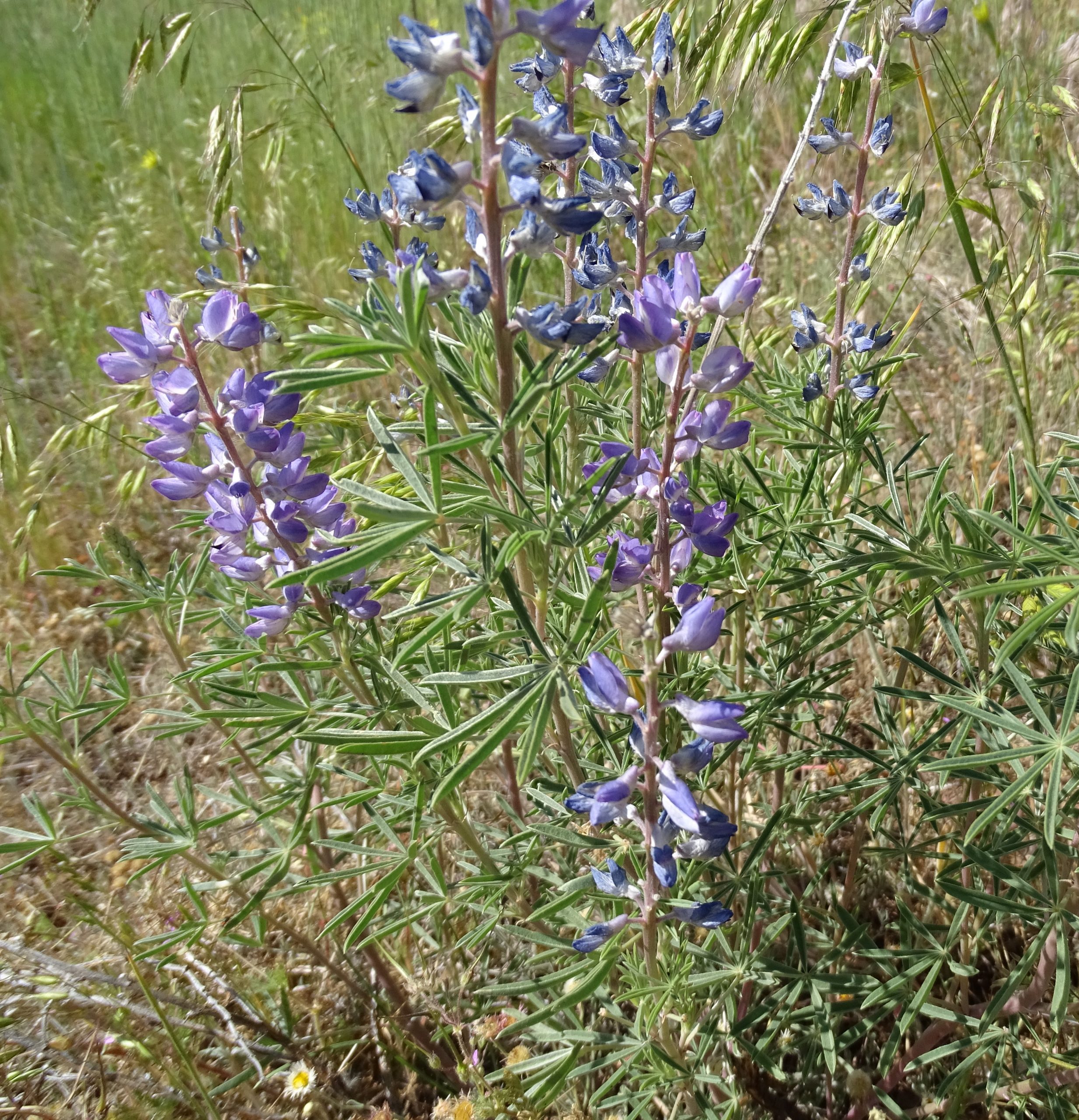 Lupinus argenteus