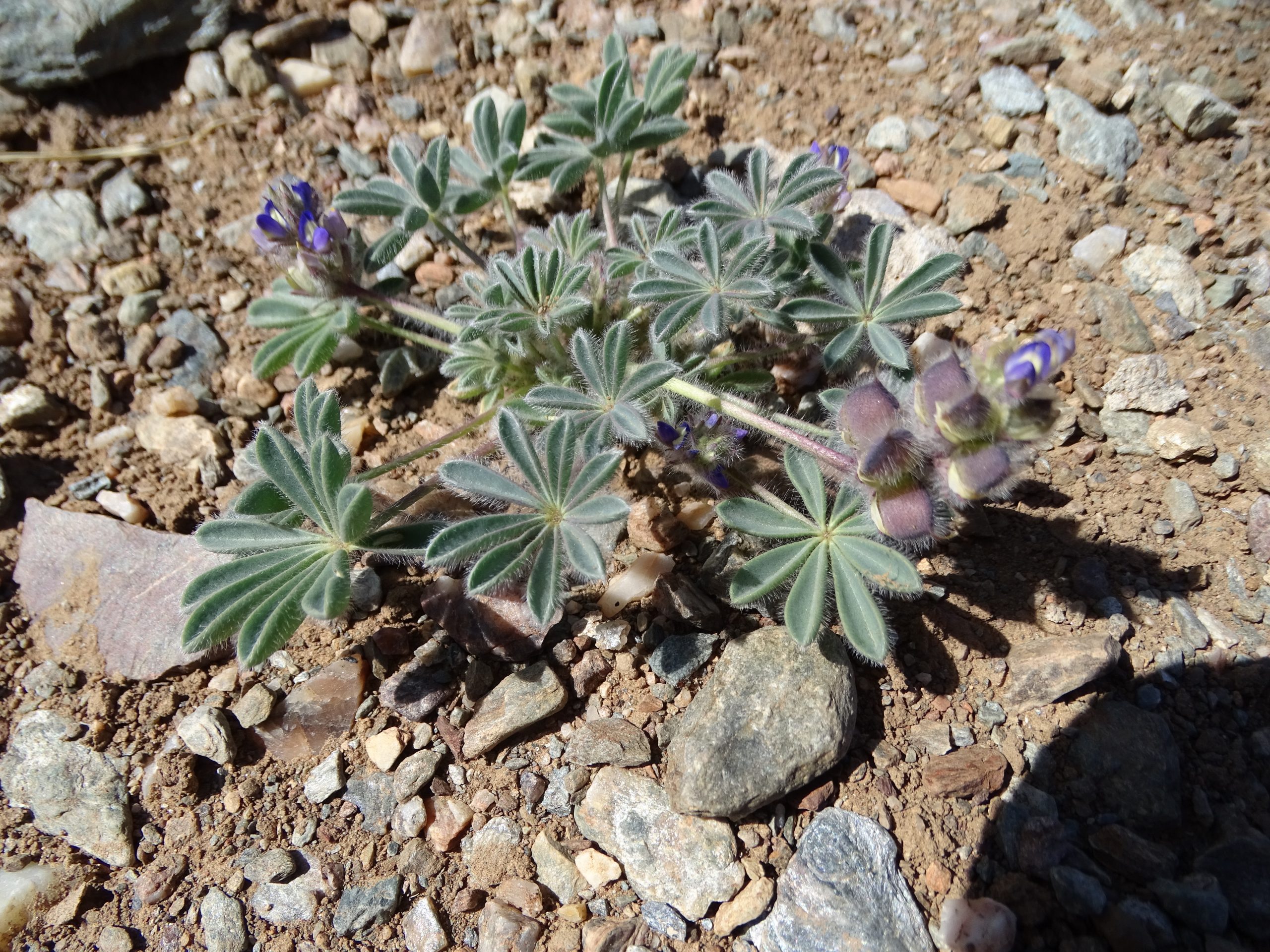 Lupinus brevicaulis
