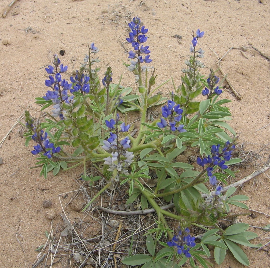Lupinus pusillus