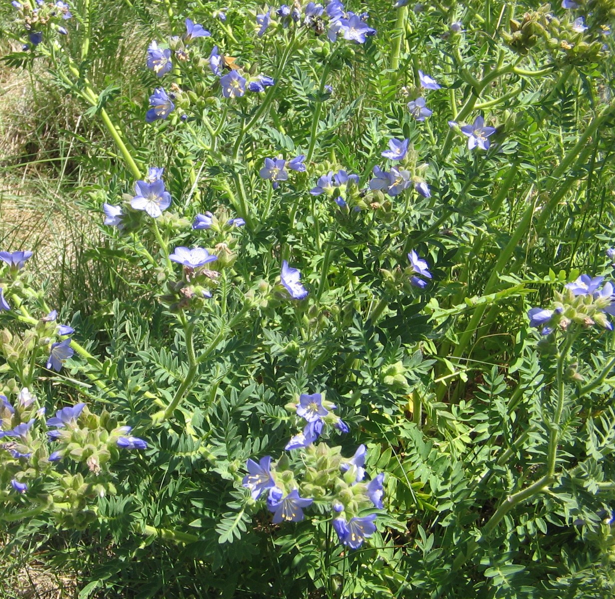 Polemonium foliosissimum