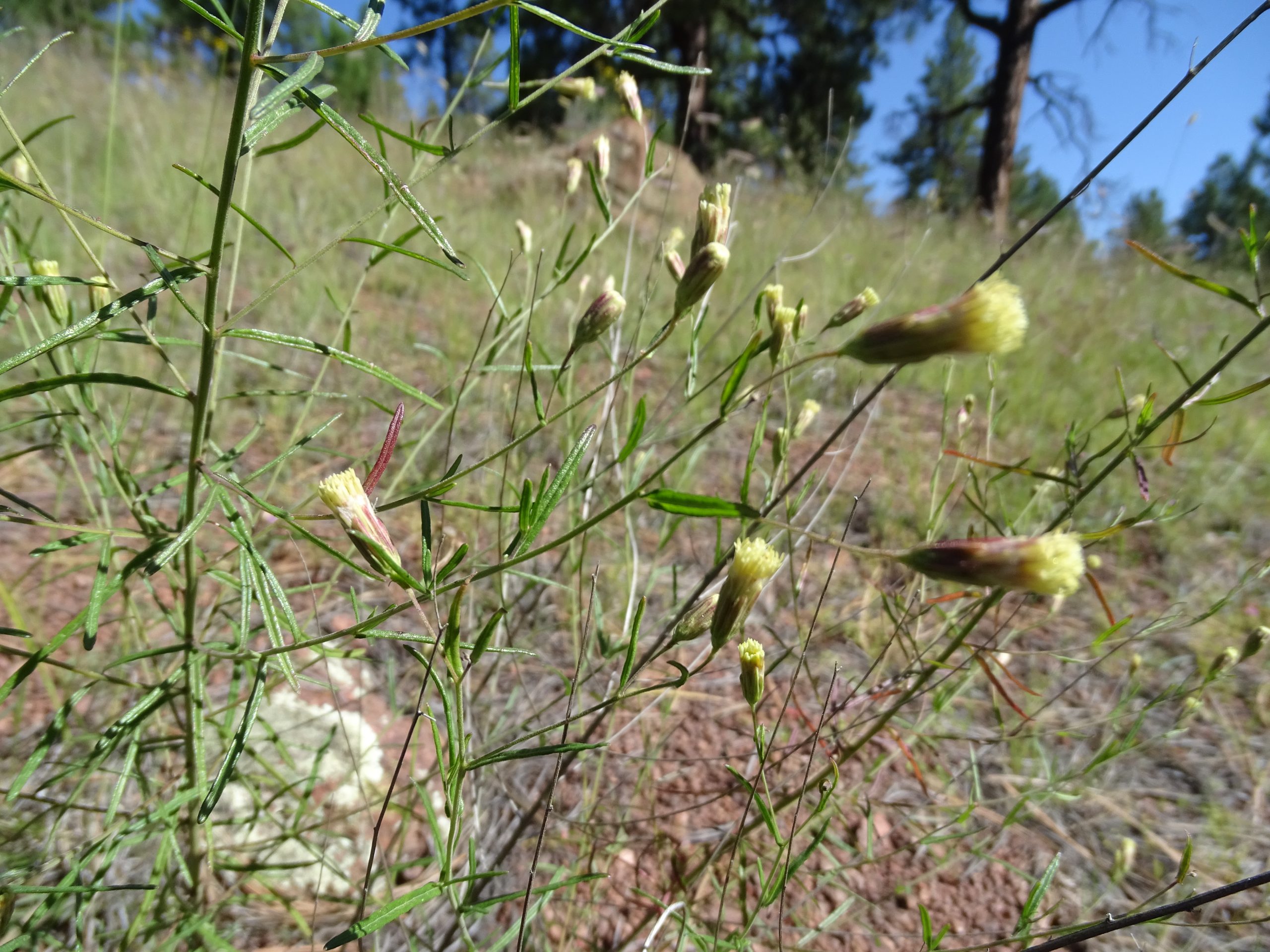 Brickellia eupatorioides