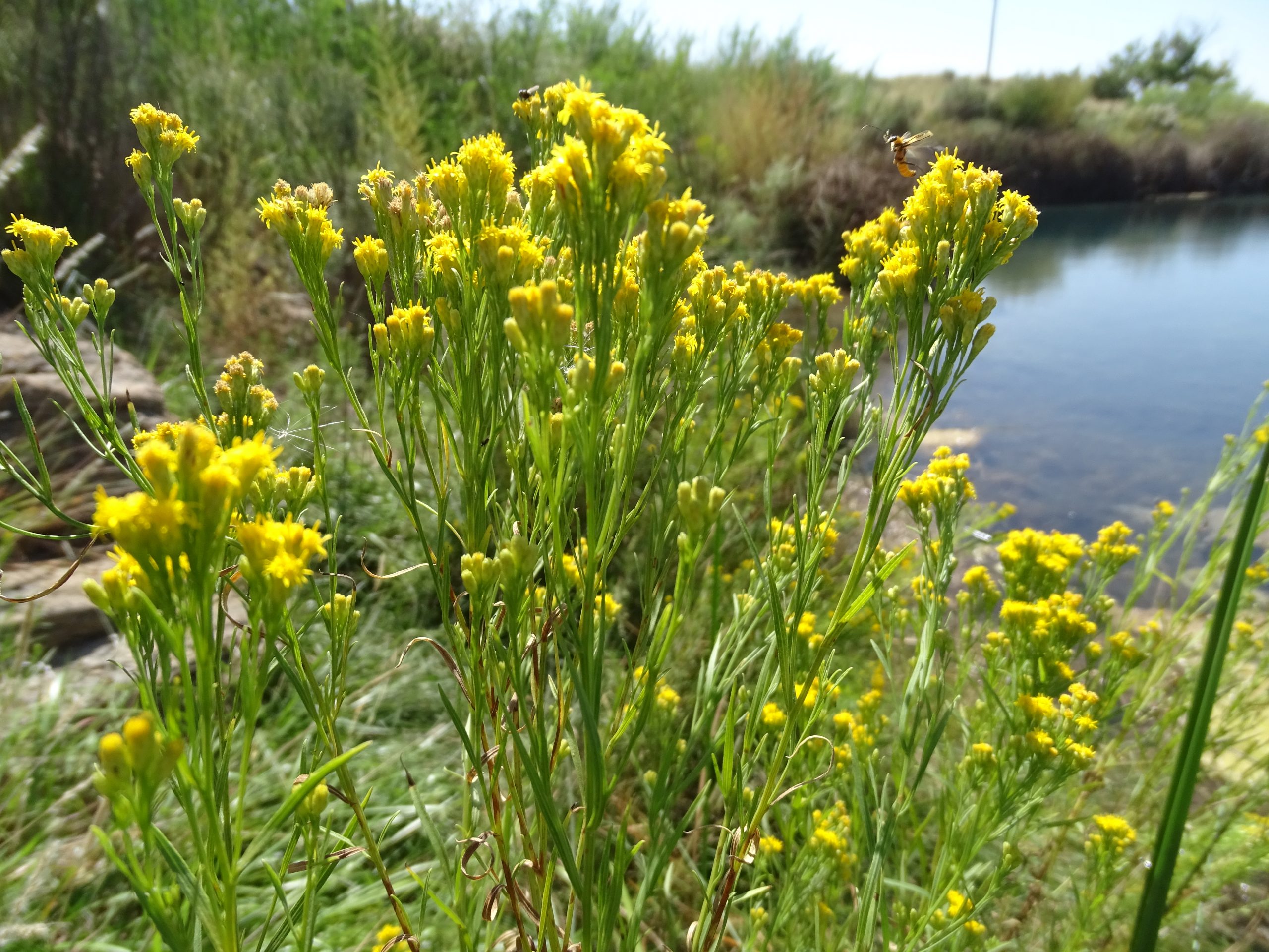Euthamia occidentalis