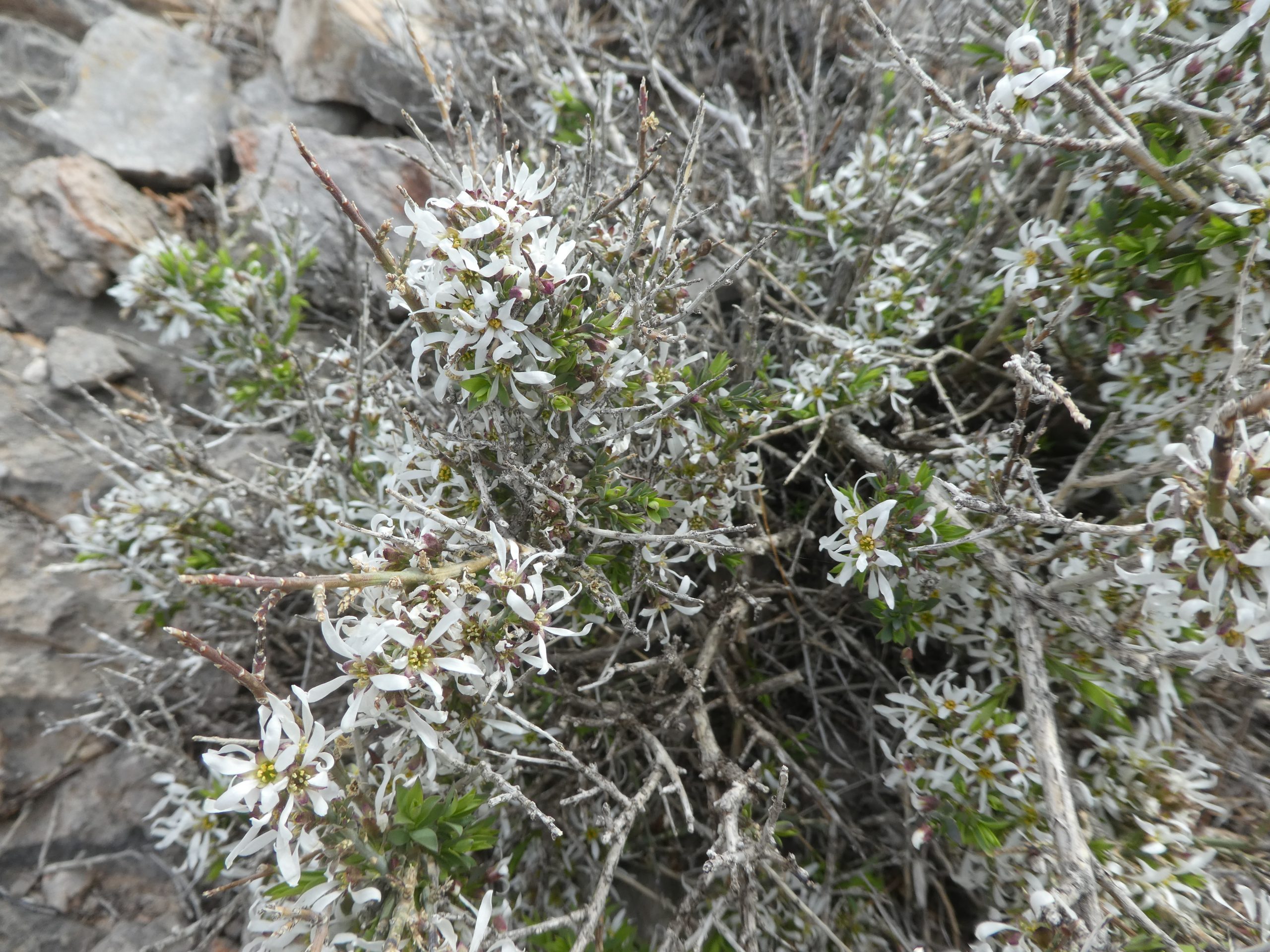 Glossopetalon spinescens