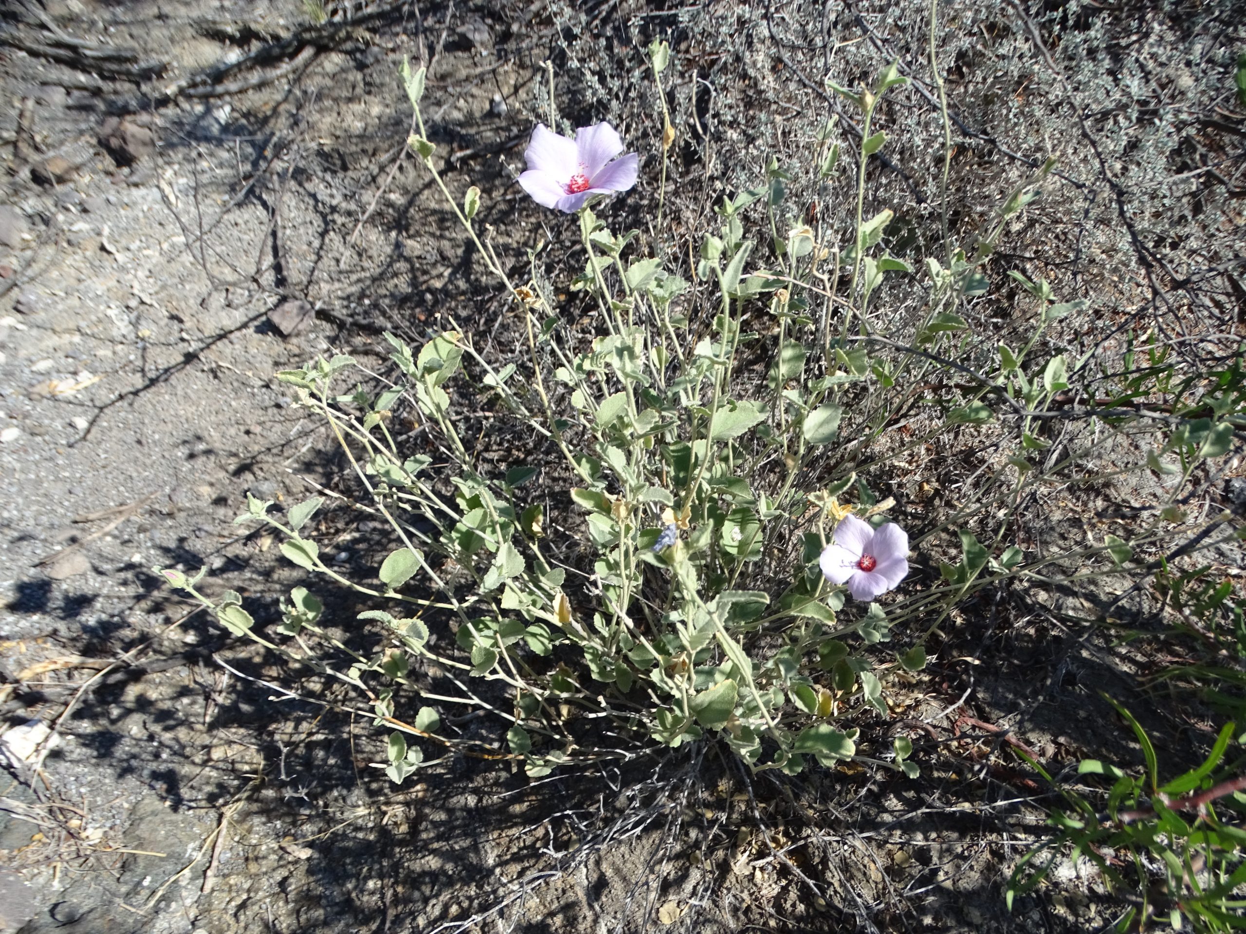 Hibiscus denudatus