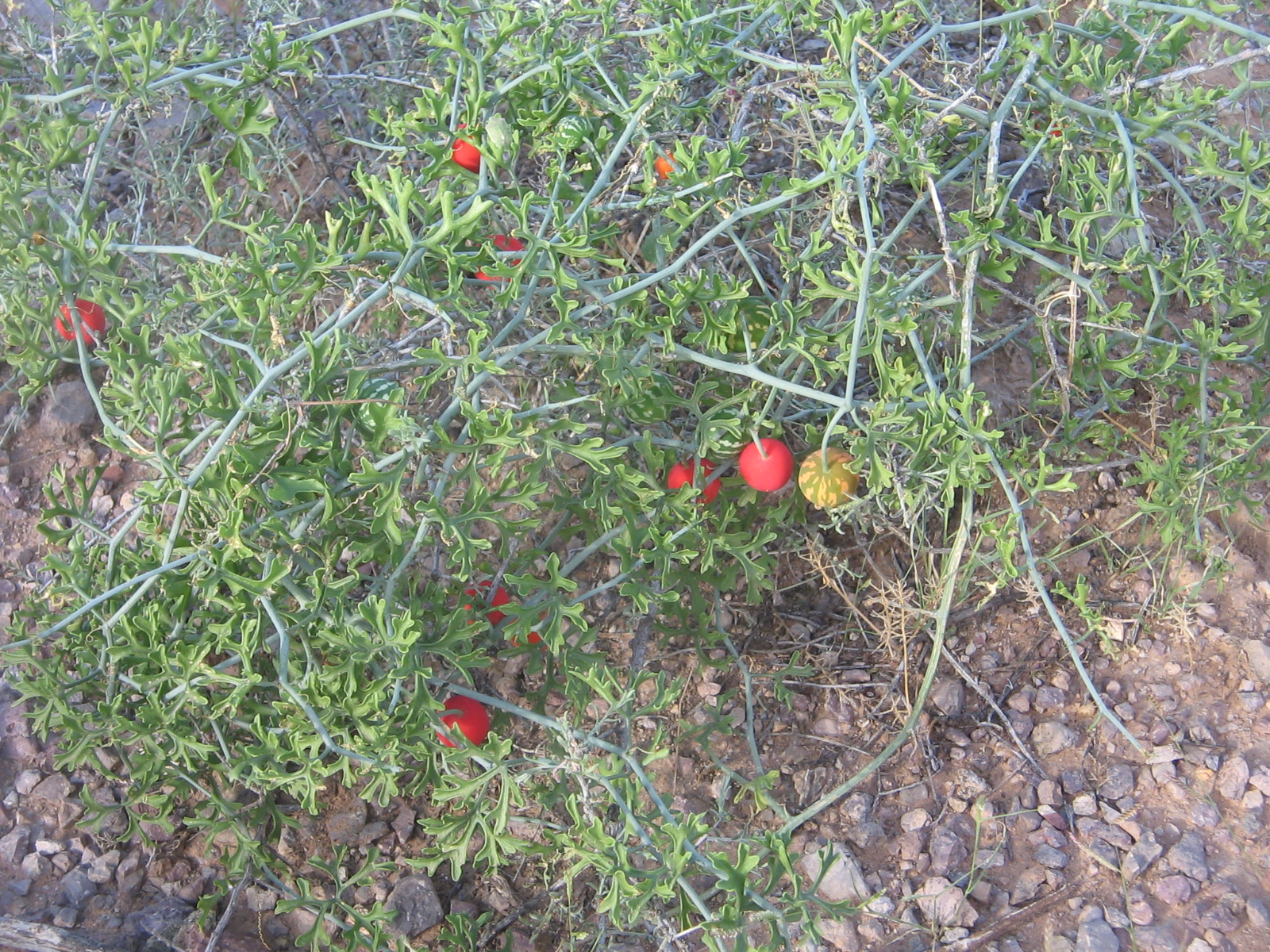Ibervillea tenuisecta