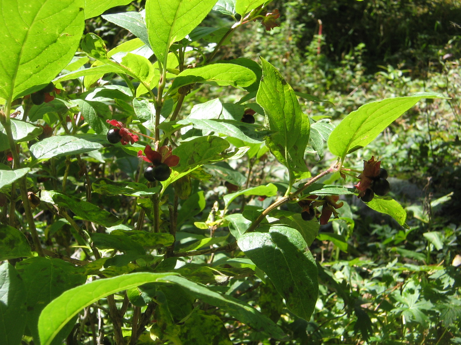 Lonicera involucrata
