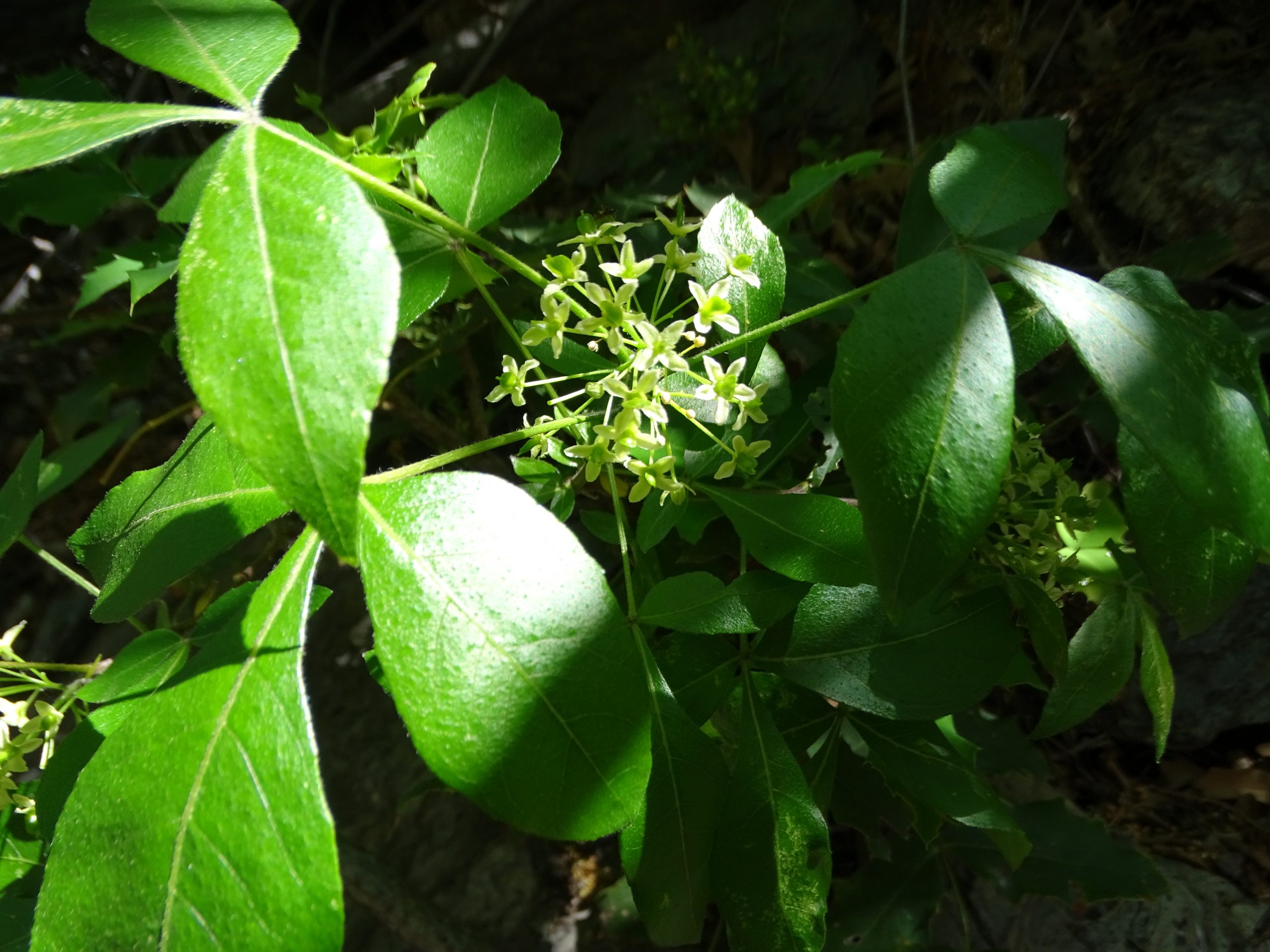 Ptelea trifoliata