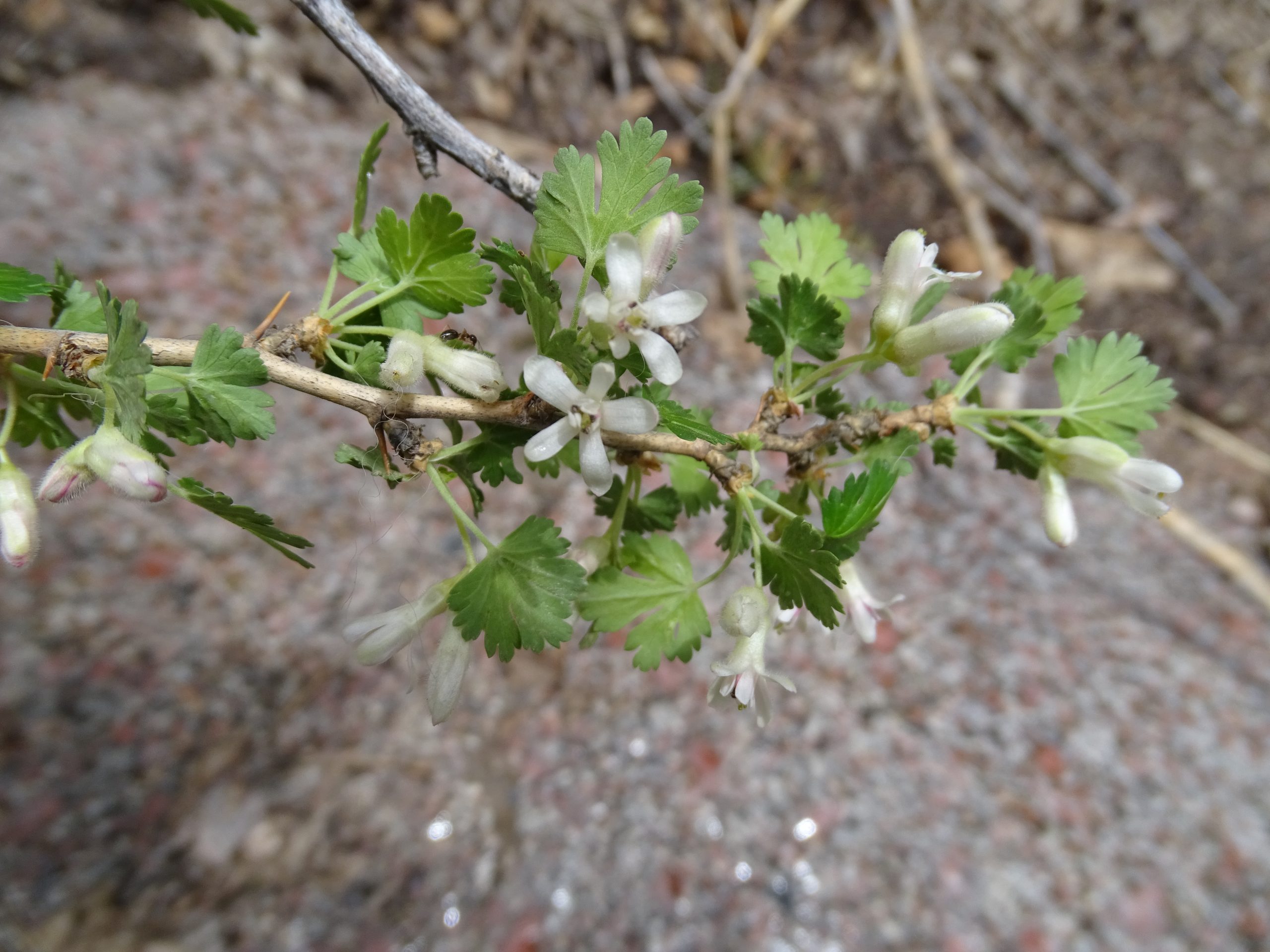 Ribes leptanthum