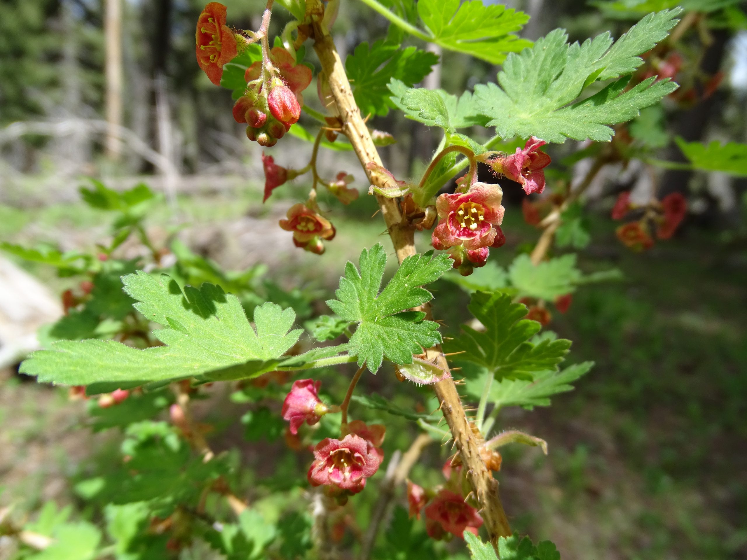 Ribes montigenum