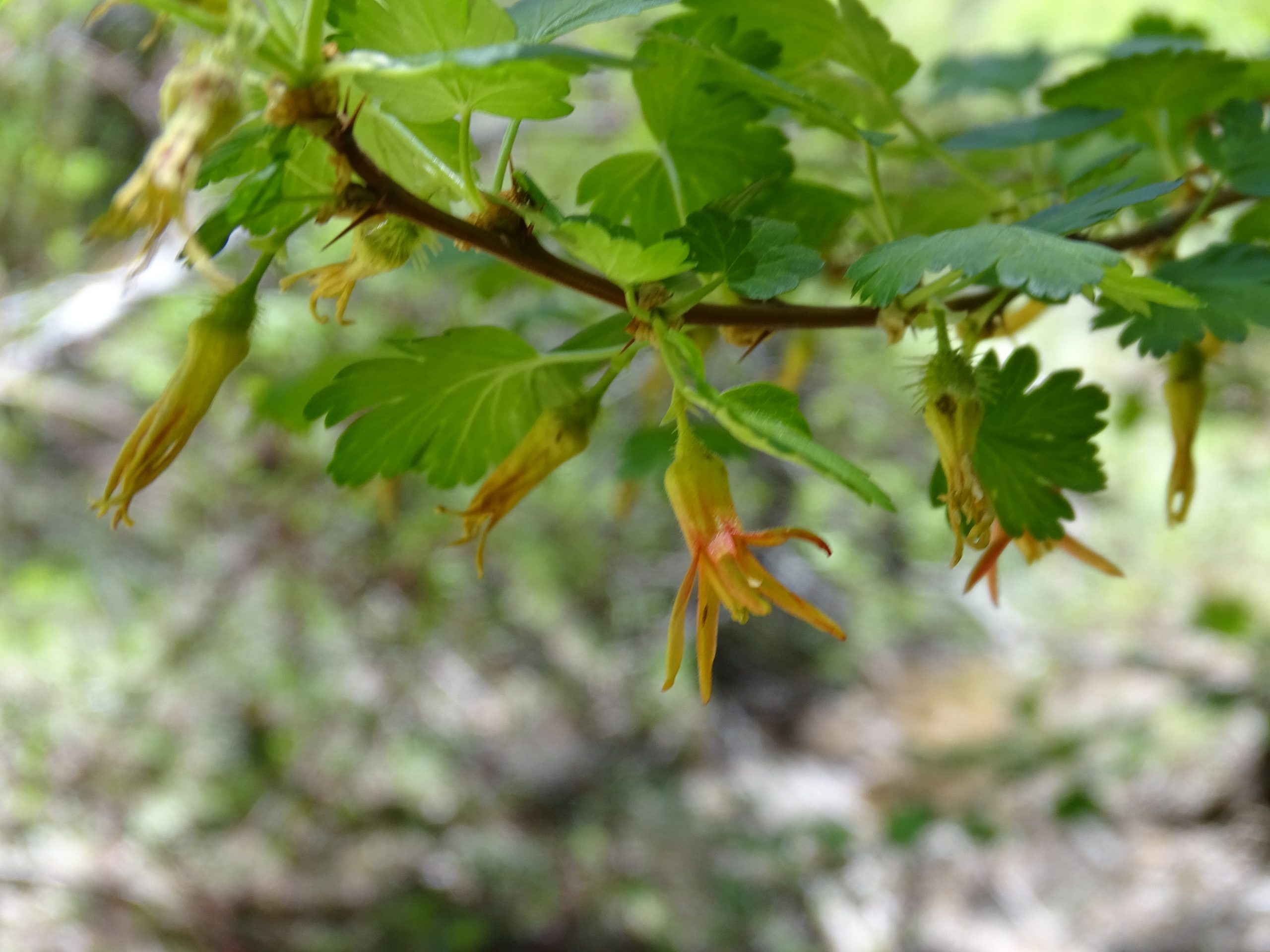 Ribes pinetorum 