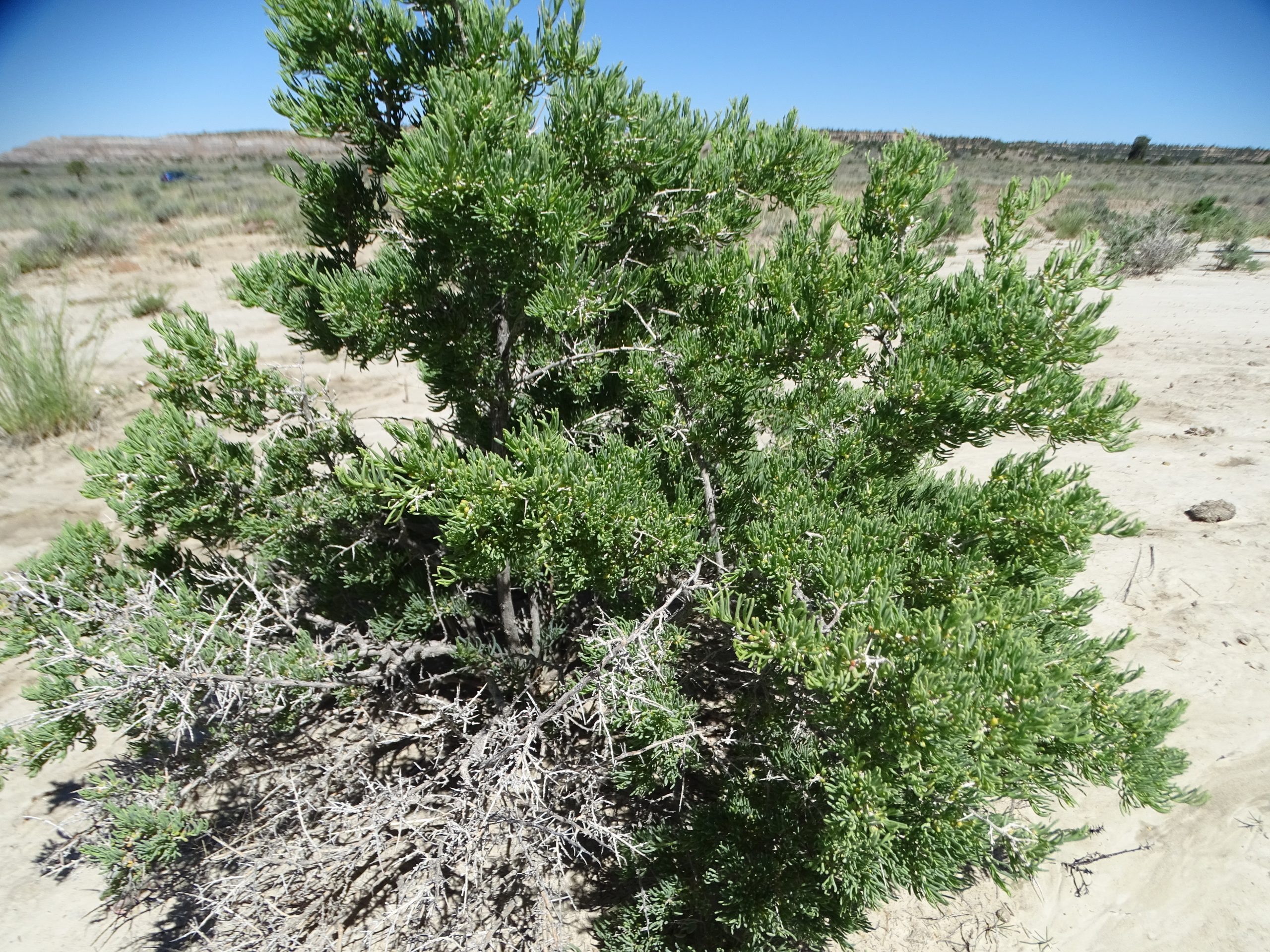Sarcobatus vermiculatus