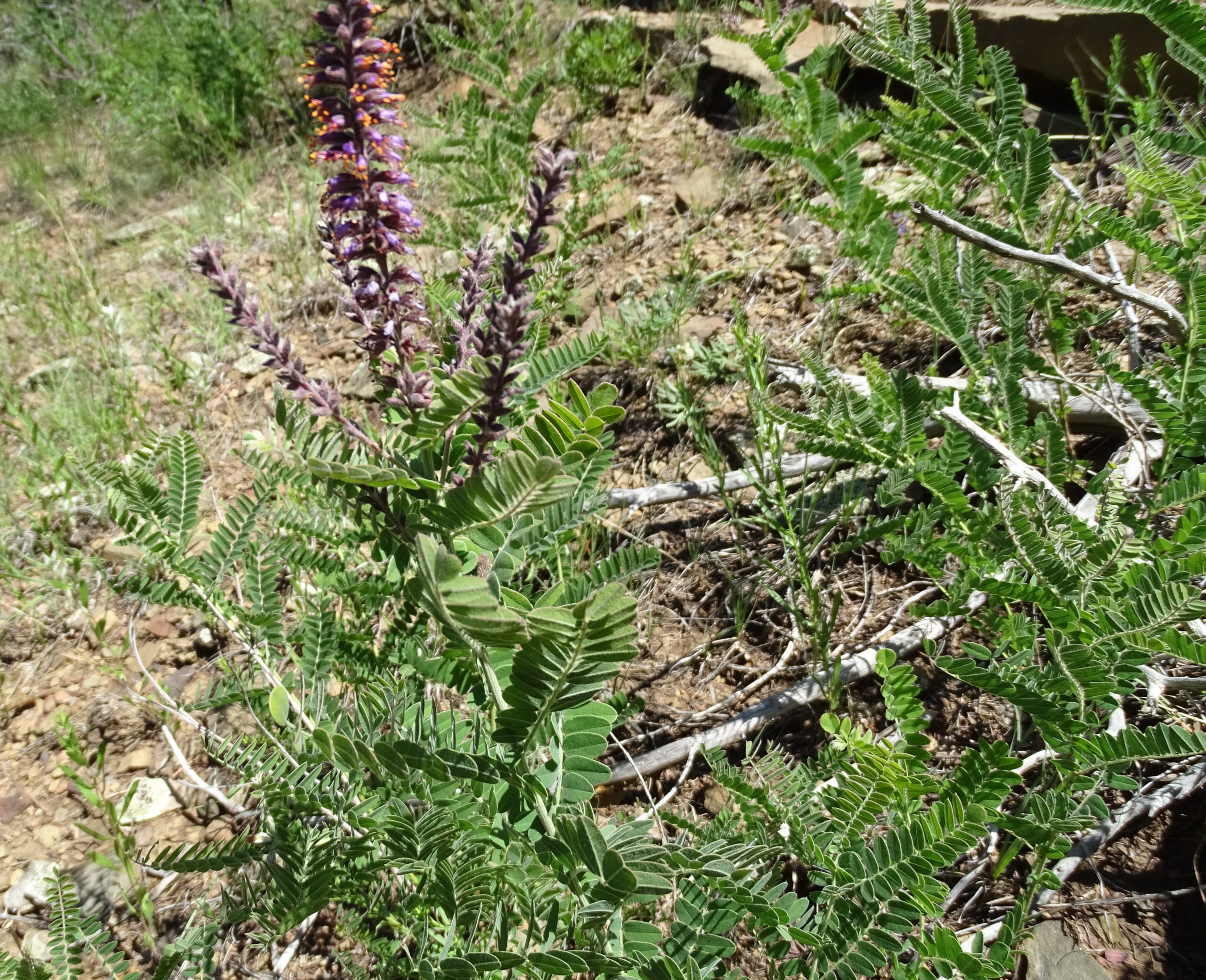 Amorpha canescens