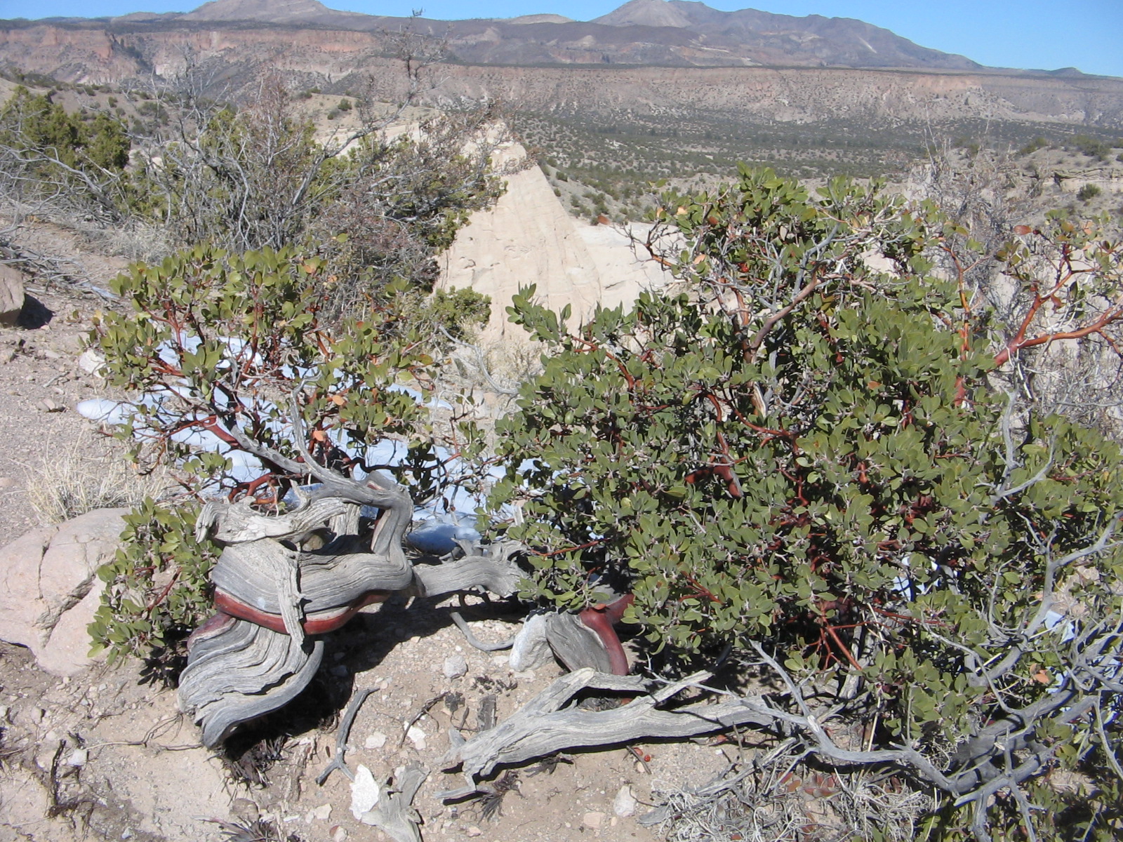Arctostaphylos pungens