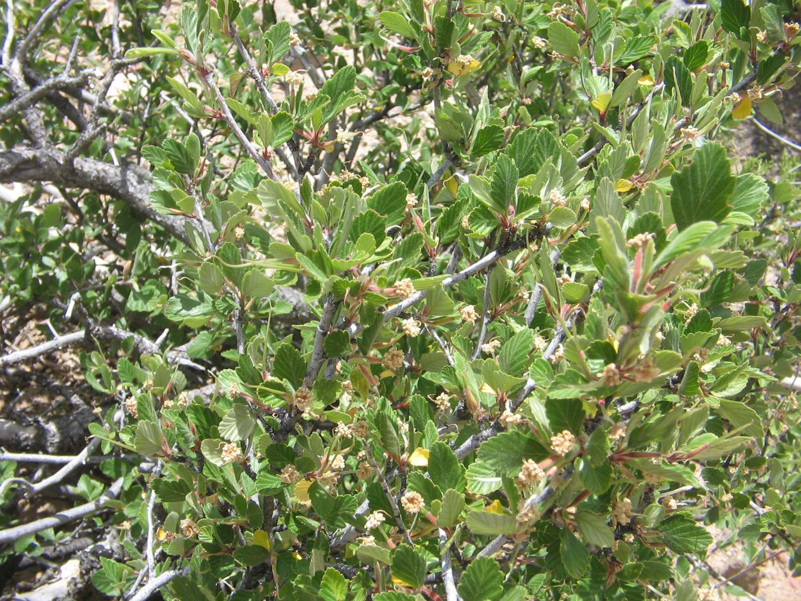 Cercocarpus montanus