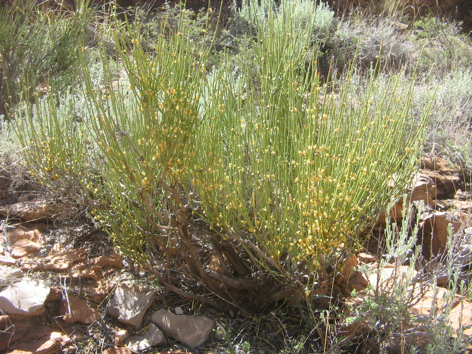 Ephedra torreyana