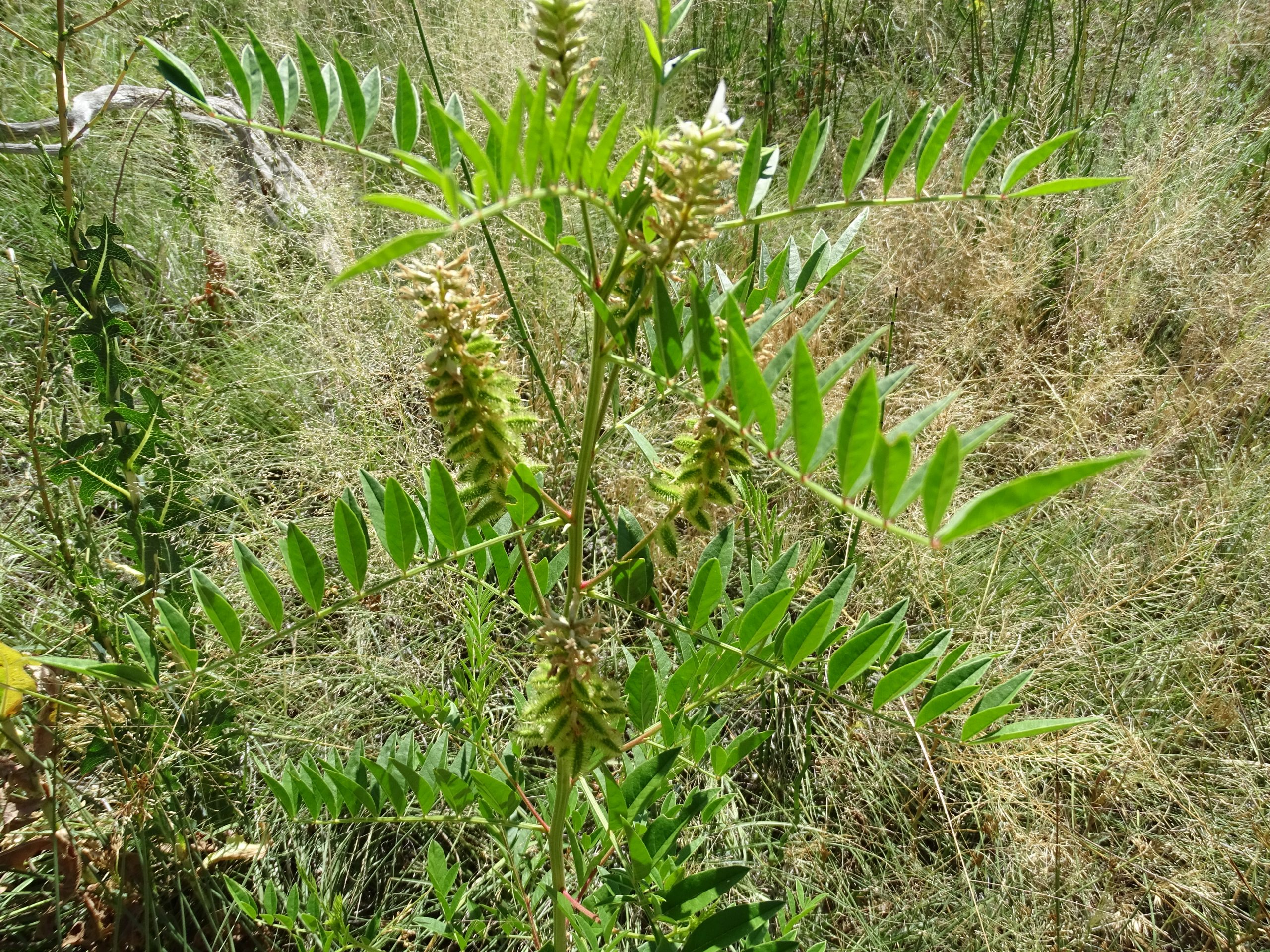 Glycyrrhiza lepidota