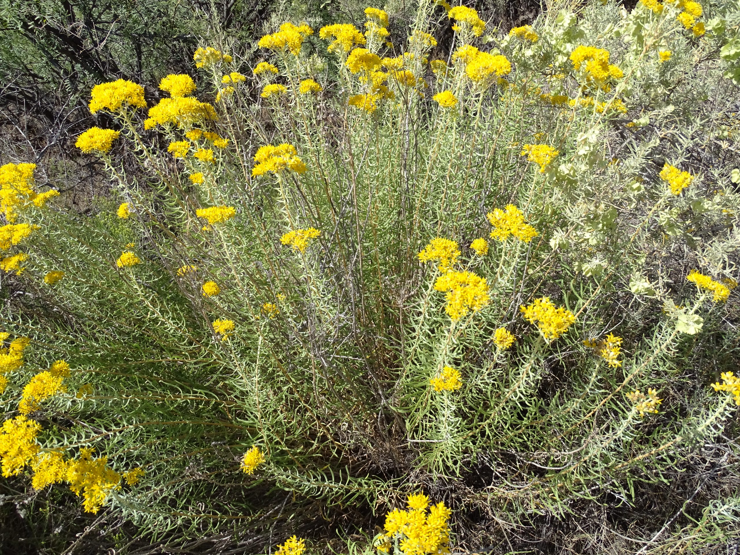 Isocoma pluriflora