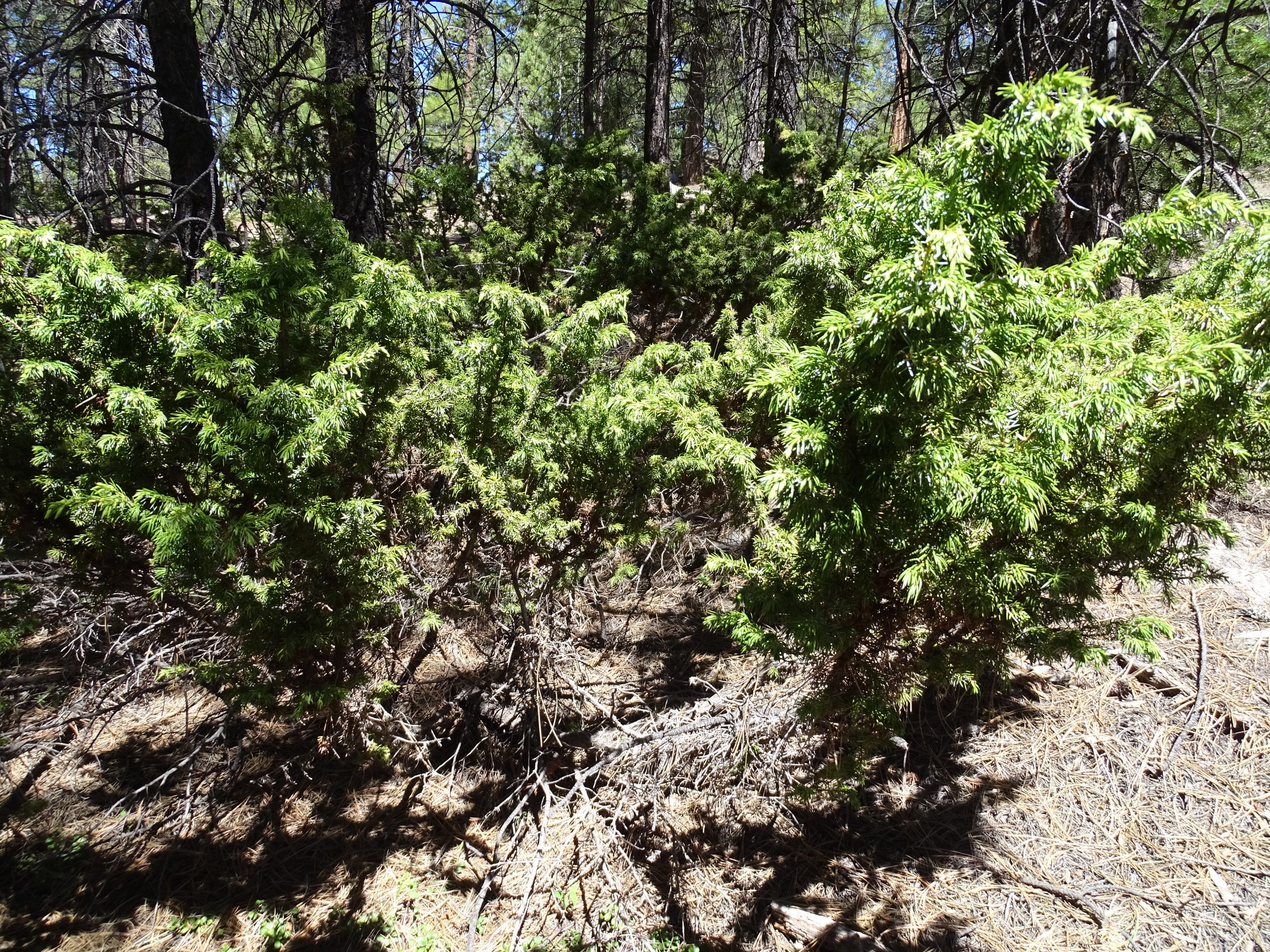Juniperus communis