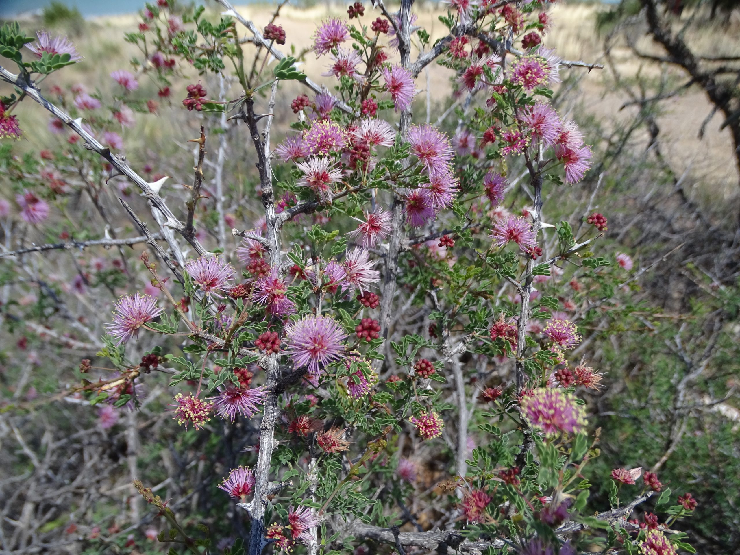 Mimosa borealis