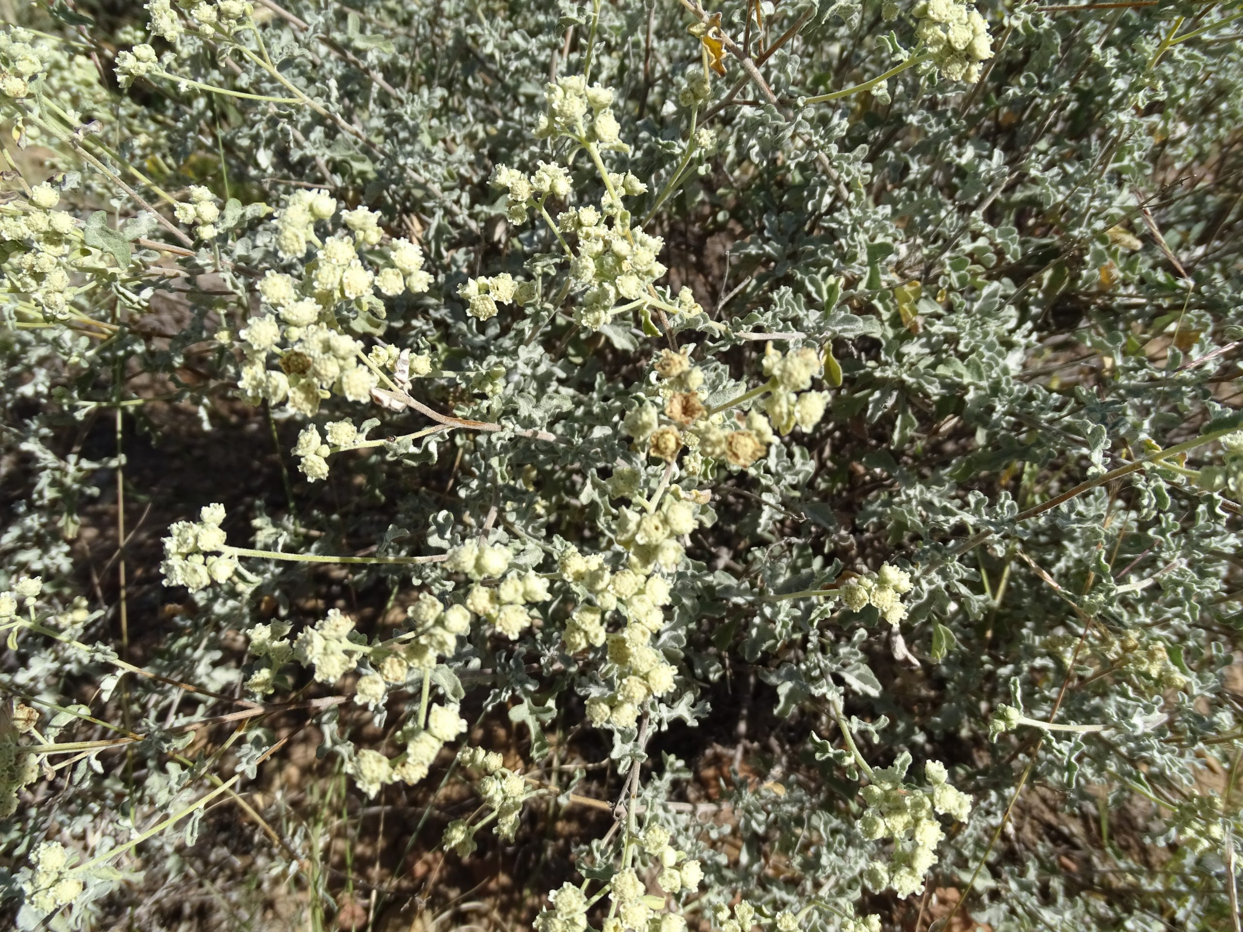 Parthenium incanum